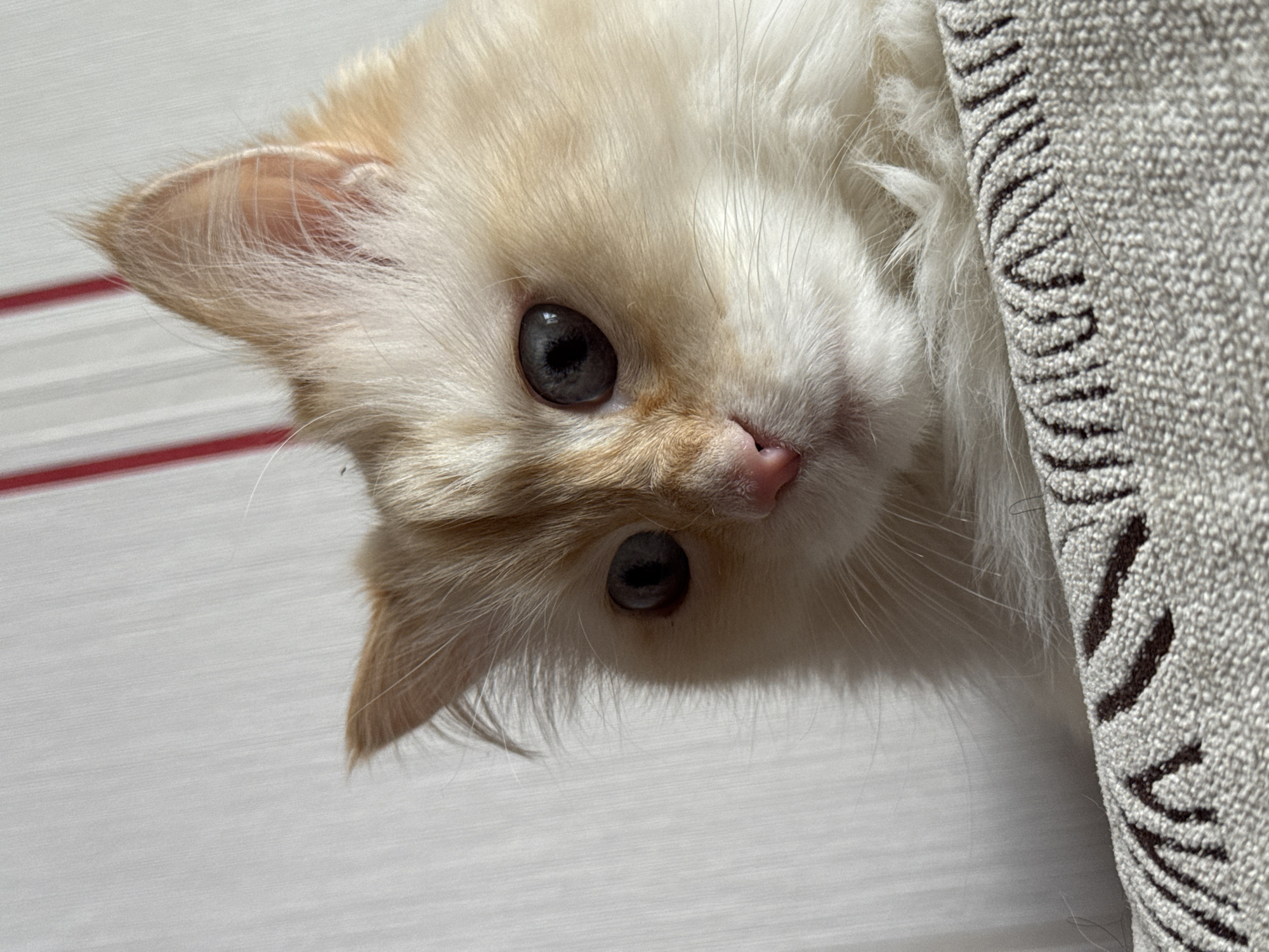 A close-up shot features a cream and light ginger domestic cat, possibly a kitten, peeking into the frame. The cat's head is tilted, with its large, dark pupils and light blue-grey eyes looking directly at the viewer, conveying a sense of curiosity and alertness. Its small pink nose and delicate whiskers are clearly visible against its soft, fluffy fur.
The cat occupies the upper right and central part of the image. To its right, a textured fabric, possibly a blanket or cushion, with a light grey base and dark brown patterned stripes (resembling a zig-zag or wave pattern), partially covers the cat's body or is close to its head. To the left, a light-colored surface, likely a bedsheet or table, with faint parallel red stripes, serves as the background. The lighting is bright and even, suggesting a daytime indoor setting. The image captures an intimate moment, highlighting the cat's expressive face and the texture of its fur.