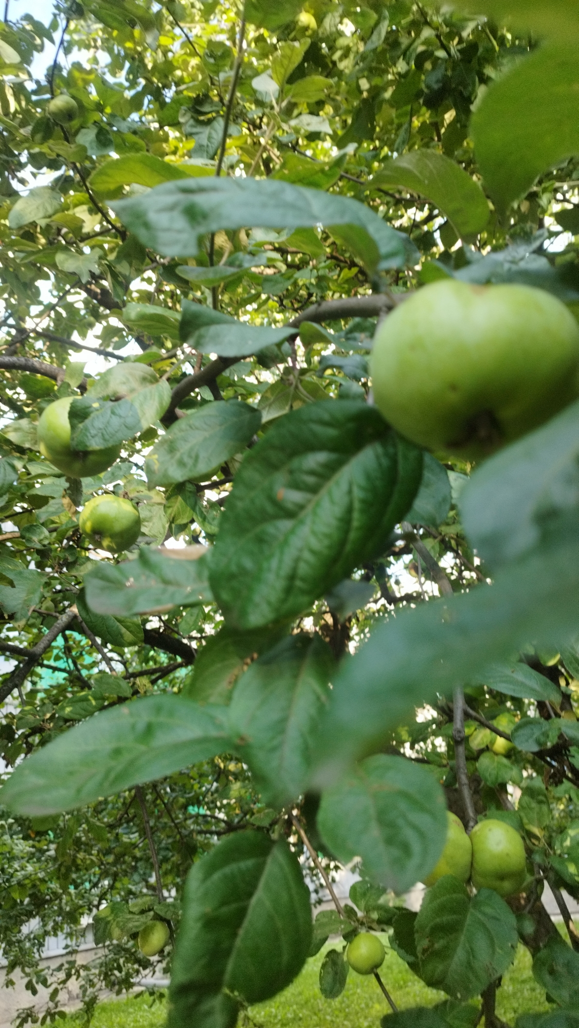 A low-angle shot captures an apple tree in Stary Oskol, Russia, laden with unripe green apples. The branches, thick and woody, are heavily obscured by lush, vibrant green foliage. Several apples are visible, scattered throughout the branches, some in focus and others blurred by the shallow depth of field. In the background, hints of buildings and greenery suggest an urban or suburban setting. The sunlight filters through the leaves, casting a dappled light across the scene.