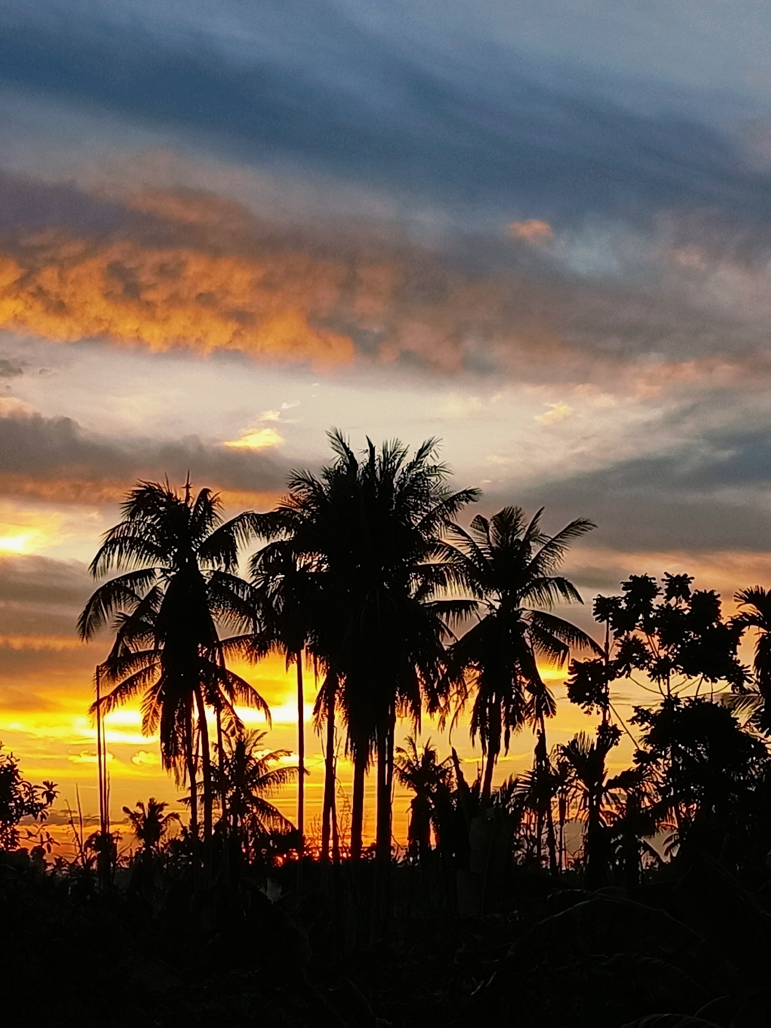 A vertical shot captures a vibrant sunset over the city of Blang Cut, Indonesia. The sky transitions from a deep blue at the top to fiery orange and yellow hues near the horizon, creating a dramatic backdrop. Silhouetted against this colorful sky are numerous palm trees, their fronds fanned out, alongside other dense foliage in the foreground. The overall scene evokes a tropical, serene atmosphere at dusk.
