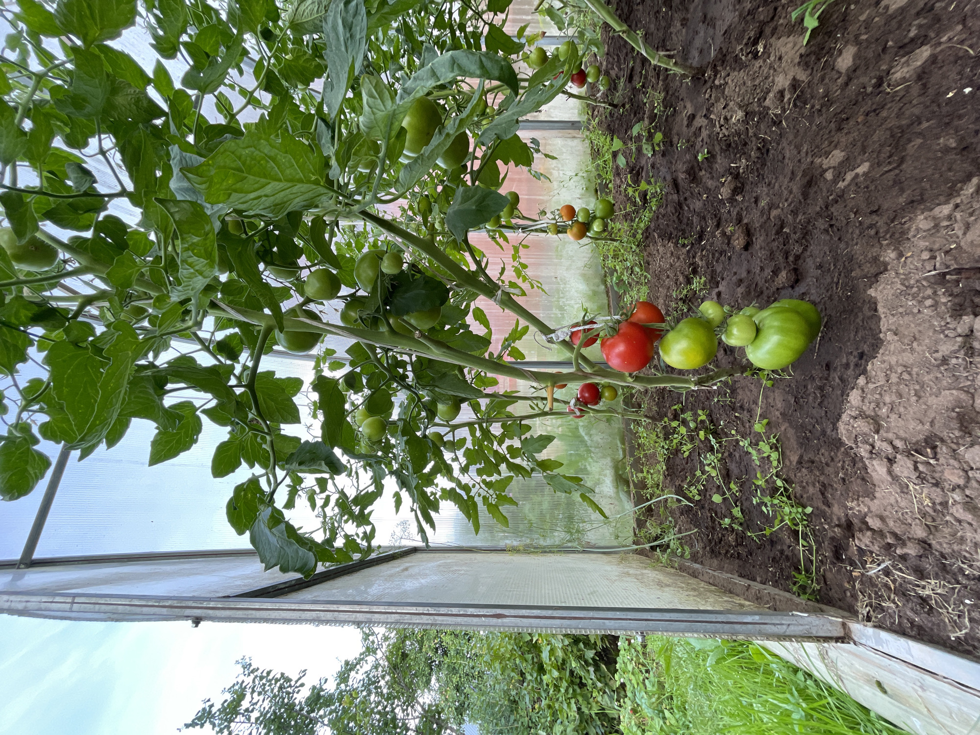 This media file captures a close-up view of tomato plants growing inside a greenhouse, likely located in Дресвяново, Russia. The image is oriented vertically, presenting a scene filled with lush green foliage and developing tomatoes.
The primary subjects are the tomato plants themselves, with their large, textured leaves and numerous green and red tomatoes at various stages of ripeness. Some clusters of tomatoes are still entirely green, while others are beginning to show a blush of red, and a few are fully ripe and bright red. The plants are supported by stakes and tied to strings, indicating they are being cultivated for fruit production.
The setting is clearly a greenhouse, identifiable by the translucent, corrugated plastic roofing and walls. The ground beneath the plants is dark, rich soil, with some smaller green plants and weeds growing amongst the tomato plants. The overall impression is one of a thriving garden, possibly during the late summer or early autumn when tomatoes are ripening.
There is no visible text in the image. The lighting suggests it might be daytime, with natural light filtering through the greenhouse covering. The weather appears to be overcast or partially cloudy, judging by the soft, diffused light. The scene evokes a sense of growth, nature, and perhaps the satisfaction of a successful harvest.