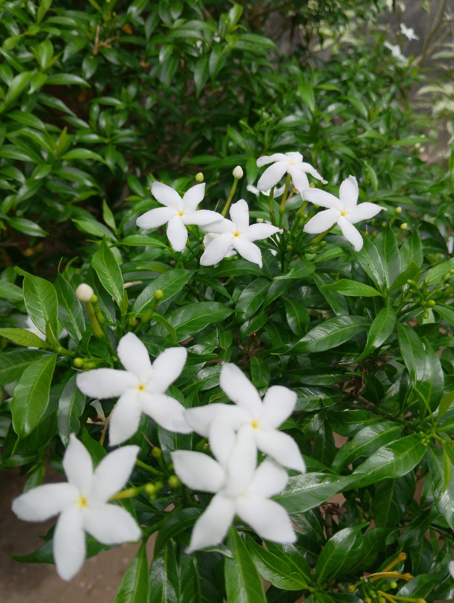 In Mesjidbluek, Indonesia, a close-up shot showcases a cluster of vibrant white flowers with yellow centers, set against a backdrop of lush green foliage. The flowers, with their five delicate petals, appear to be blooming on a shrub, with several unopened buds also visible among the leaves. The lighting suggests an outdoor setting, possibly a garden or park, given the naturalistic arrangement of the plants. The image is a detailed study of botanical beauty, focusing on the intricate details of the flowers and their surrounding leaves.
