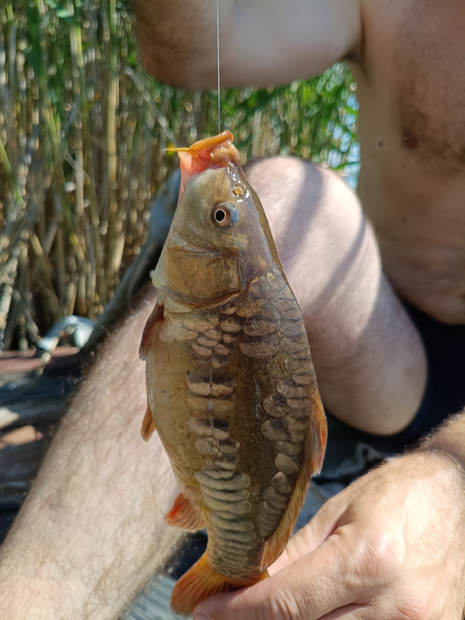 An individual, partially visible from the torso down, is holding a small, brown fish suspended by a fishing line attached to its mouth. The fish, with its scales clearly defined, is positioned in the foreground, obscuring the lower half of the individual's body. The individual's bare legs and hands are visible, one hand holding the lower part of the fish. The background consists of tall, green reeds and vegetation, with a hint of blue sky. The scene appears to be outdoors, possibly near a body of water, and is brightly lit by sunlight, creating dappled shadows. The location is identified as Nezavertaylovka, Moldova.