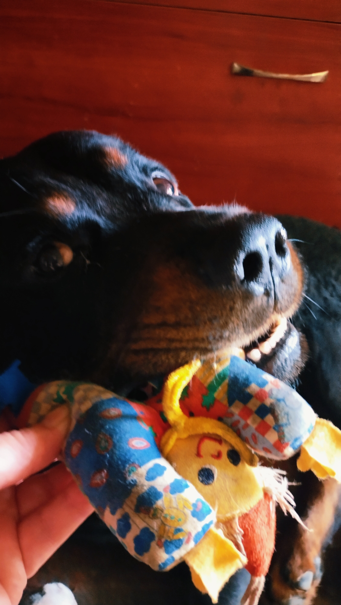 A Rottweiler dog is lying down and holding a stuffed toy in its mouth. The toy is colorful with blue, red, yellow, and white patterns. The dog's head is in focus, showing its snout and one eye. The background appears to be a wooden surface, possibly furniture, with a reddish hue. A metallic drawer handle is visible on the surface. The image is a close-up shot, with the dog and toy occupying most of the frame. The setting does not provide any specific clues to identify its location in Horishni Plavni, Ukraine.