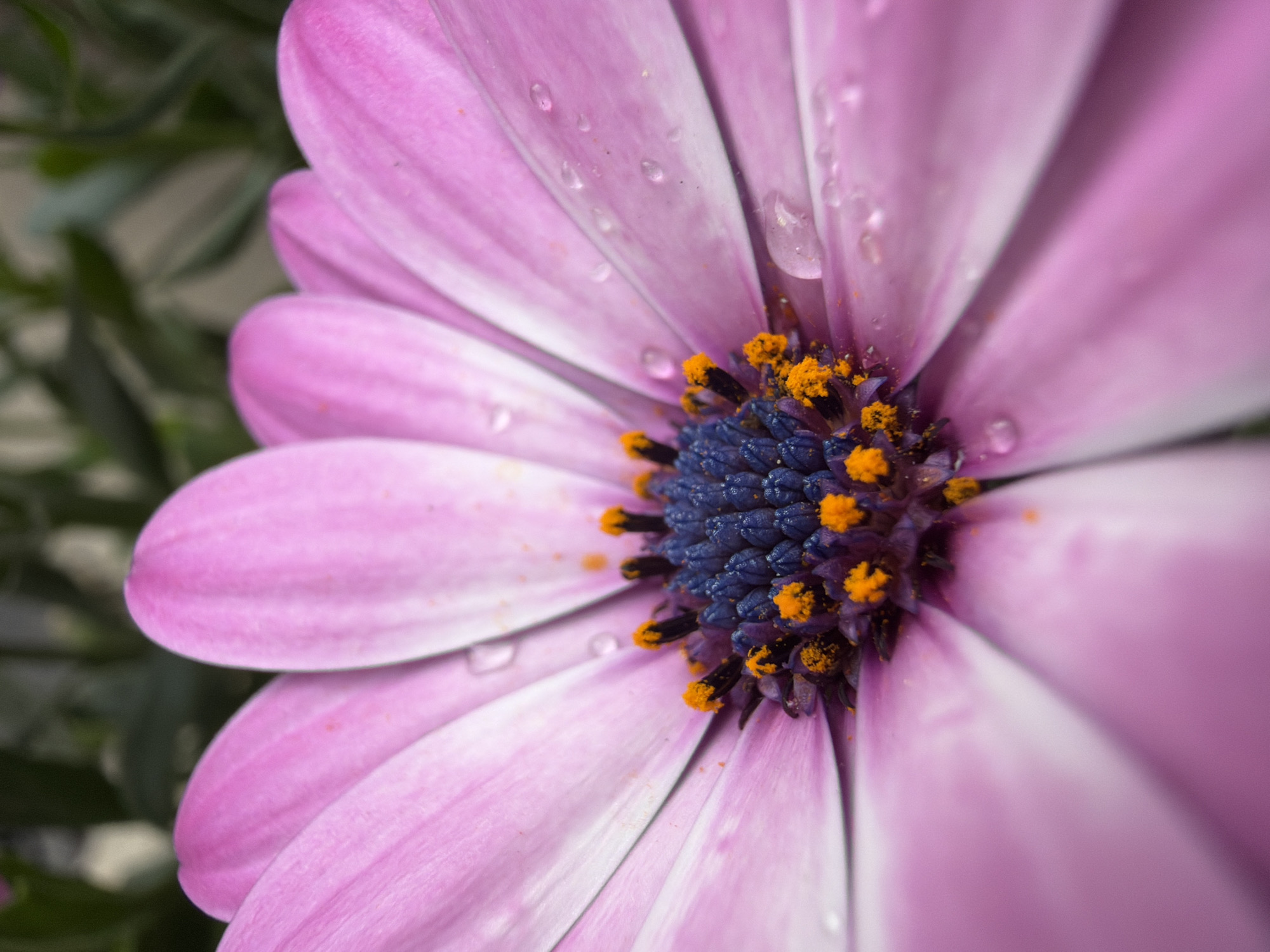 A macro shot focuses on a pink and white daisy-like flower. The petals are pink with white at the base. The flower's center features a cluster of deep blue textures interspersed with small, bright orange details. Some petals show small water droplets. Hints of green foliage appear blurred in the background to the left. The location in the city of Belgrade, Serbia is not visually discernable from this image.