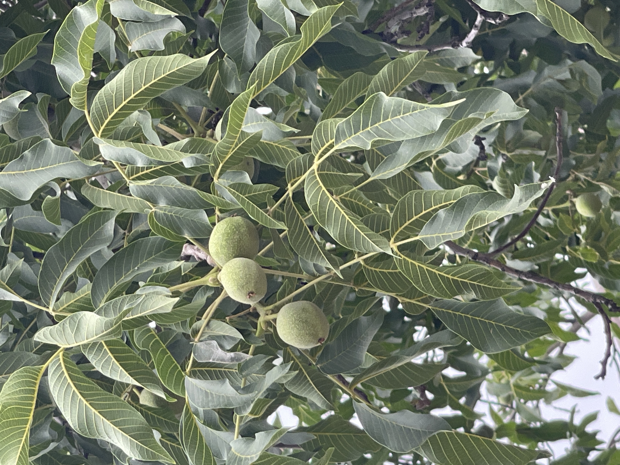 The image is a close-up, eye-level shot of a tree branch with green leaves and unripe walnuts. The walnuts are round and light green, with a slightly fuzzy texture. They are clustered in small groups of two or three. The leaves are large and ovate, with a serrated edge and prominent yellow veins. The background is a blur of green foliage, suggesting the presence of more trees. The lighting is soft and diffused, indicating an overcast day or a shaded area. There are no people or animals visible in the image. The scene is set outdoors, likely in a park or garden.