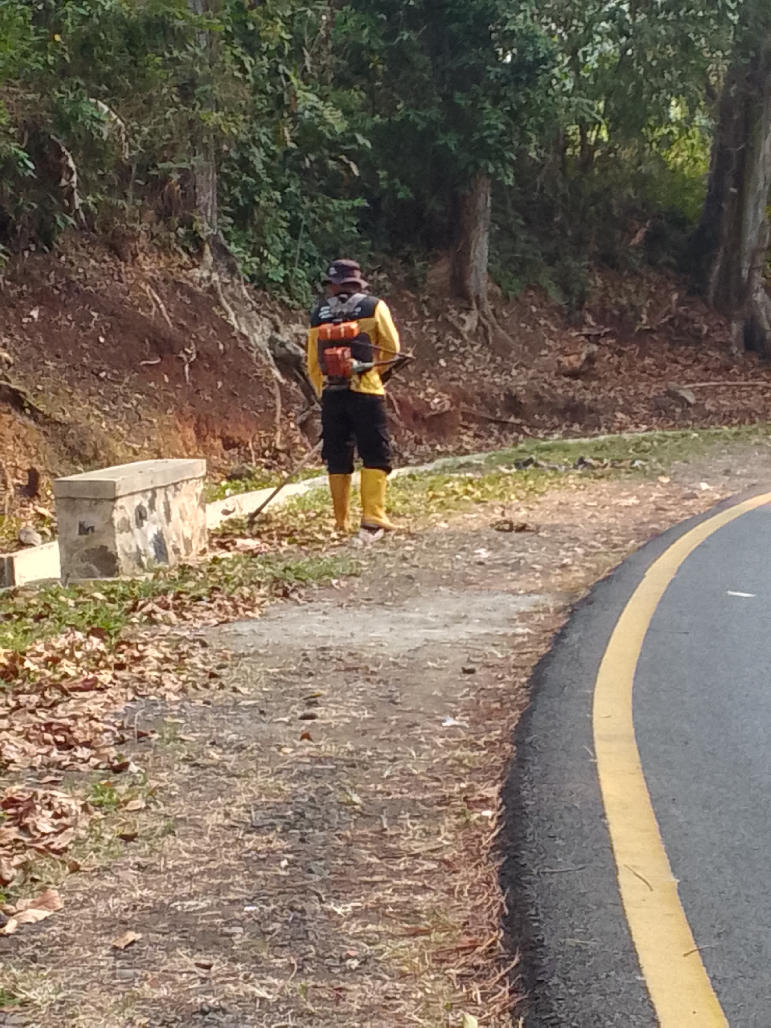 In Haurwangi, Indonesia, a person stands on a dirt path next to a paved road with a yellow dividing line. The person is wearing a yellow long-sleeved shirt, black shorts, a bucket hat, and bright yellow boots. Strapped to their back is a red and orange backpack-like device with visible tubes, possibly a sprayer. The path is covered in dry leaves and some grass. To the left of the path is a concrete structure, possibly a planter box or bench, with a rough, stone-like texture. The background consists of a forested hillside with dense green foliage and brown dirt. The lighting suggests it is daytime.