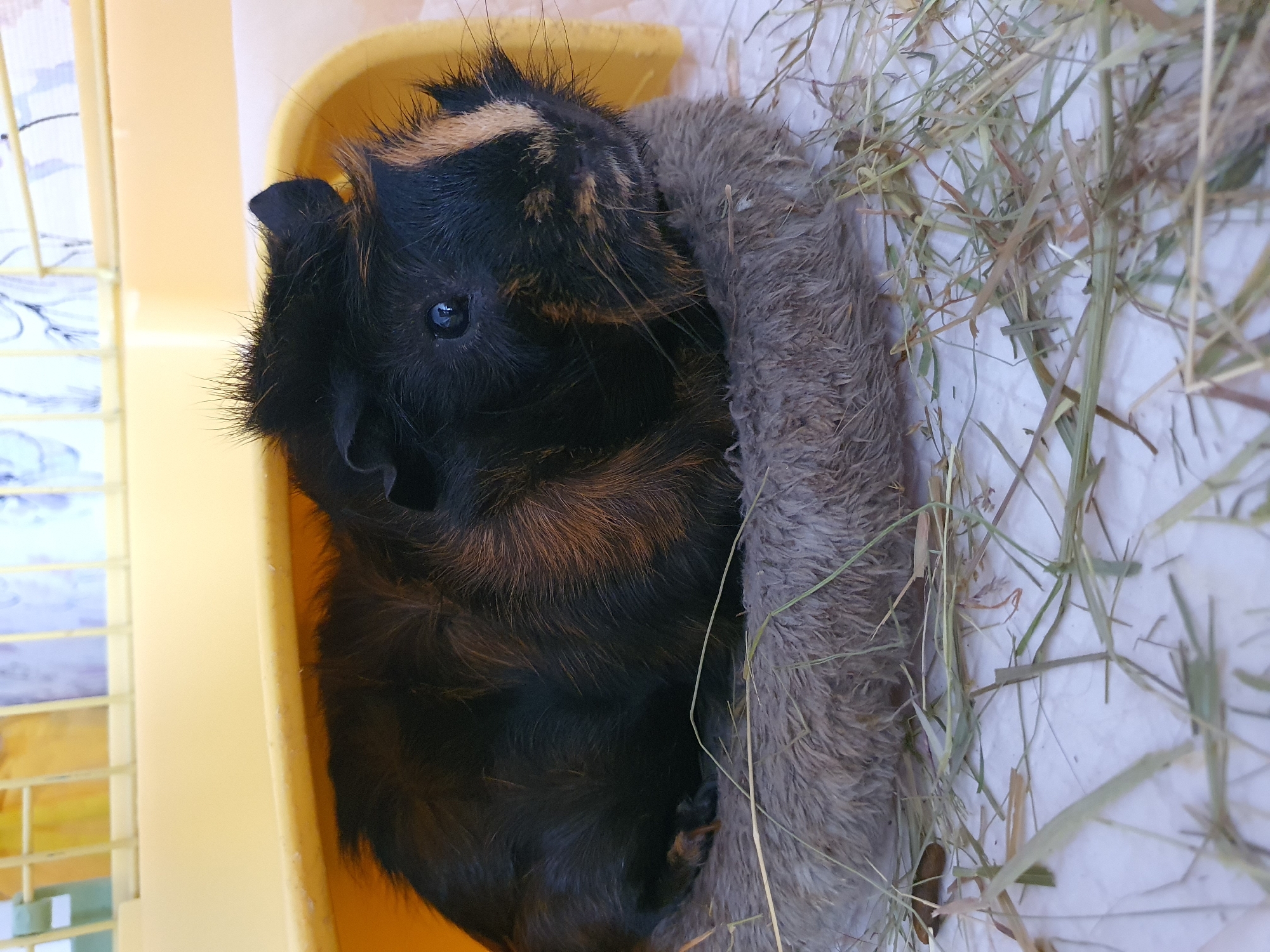 A close-up, eye-level shot shows a guinea pig resting on a circular, fuzzy brown mat within a yellow plastic enclosure. The guinea pig has black fur with patches of reddish-brown and a distinctive orange stripe above its right eye. Its eyes are dark and beady, and its whiskers are prominent. Hay is scattered around the mat and on the white surface beneath it. The background shows the yellow plastic structure of the enclosure and a blurred, light-colored cage interior with vertical bars. The scene appears to be indoors, likely in a domestic setting, and is not associated with the city of Yuzhno-Sakhalinsk, Russia.