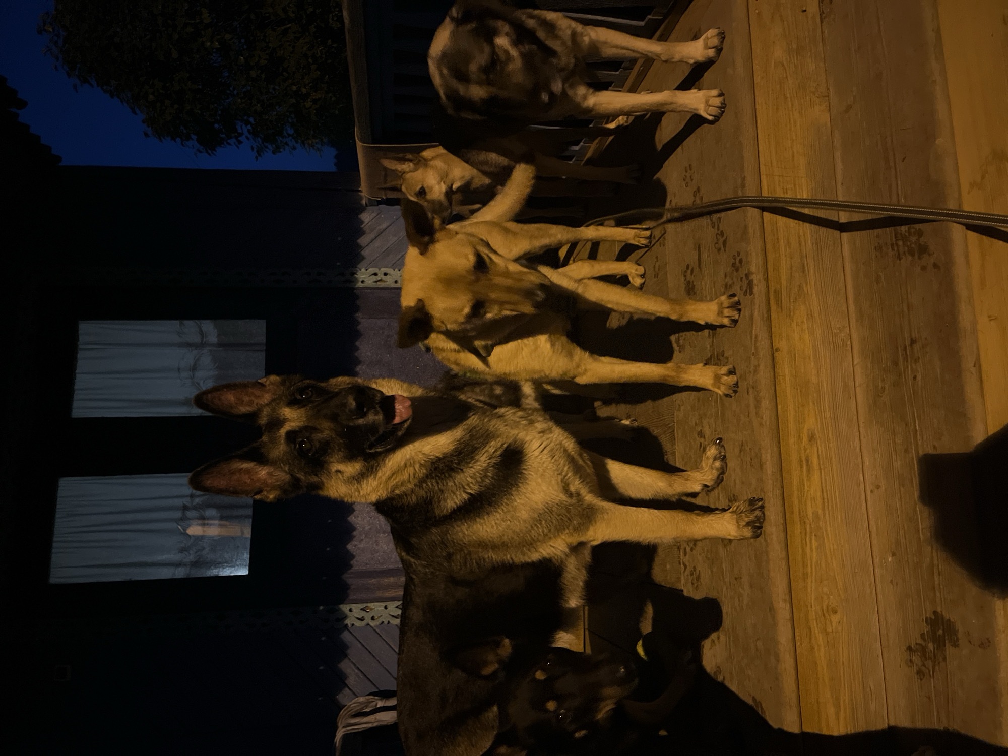 The image depicts five dogs on a wooden porch at night. The dog in the foreground on the left is a German Shepherd, facing forward with its tongue slightly out. To its right is a lighter-colored dog, also facing forward, with its head down. Behind these two, a smaller dark-colored dog is partially visible. Further to the right, another lighter-colored dog is looking towards the left, and on the far right, a dog with darker fur is facing forward. A black leash runs diagonally across the porch in the foreground. The background shows a dark building with windows covered by curtains, suggesting it is a residential structure. Trees are visible in the upper right corner against a dark blue night sky. The overall setting suggests a domestic outdoor space, likely a porch or veranda, in an area that could be part of a residential neighborhood in Nizhny Tagil, Russia.