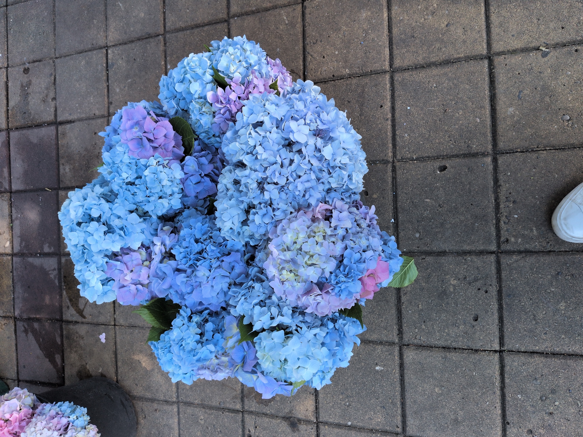 This media file is a top-down, eye-level shot of a large bouquet of blue and purple hydrangeas resting on a paved surface, likely an outdoor walkway or patio. The paving stones are square and have a mottled grey appearance, showing signs of wear and some debris. The hydrangeas are the dominant subject, filling the majority of the frame. They are densely packed with numerous small florets, exhibiting a gradient of colors from vibrant sky blue to softer lavender and hints of pink. Some green leaves are interspersed among the blooms.
In the lower right corner of the image, a portion of a white sneaker is visible, suggesting the presence of a person who is either standing or has placed the flowers on the ground. The shoe appears to be casual footwear. In the lower left, a dark, rounded object, possibly the base of a vase or a bag holding the flowers, is partially visible. The lighting suggests it is daytime, with diffused light, possibly indicating an overcast day or a shaded area, as there are no harsh shadows. The scene appears to be a straightforward, still-life presentation of the flowers in an urban or semi-urban outdoor setting. There is no visible text in the image.
