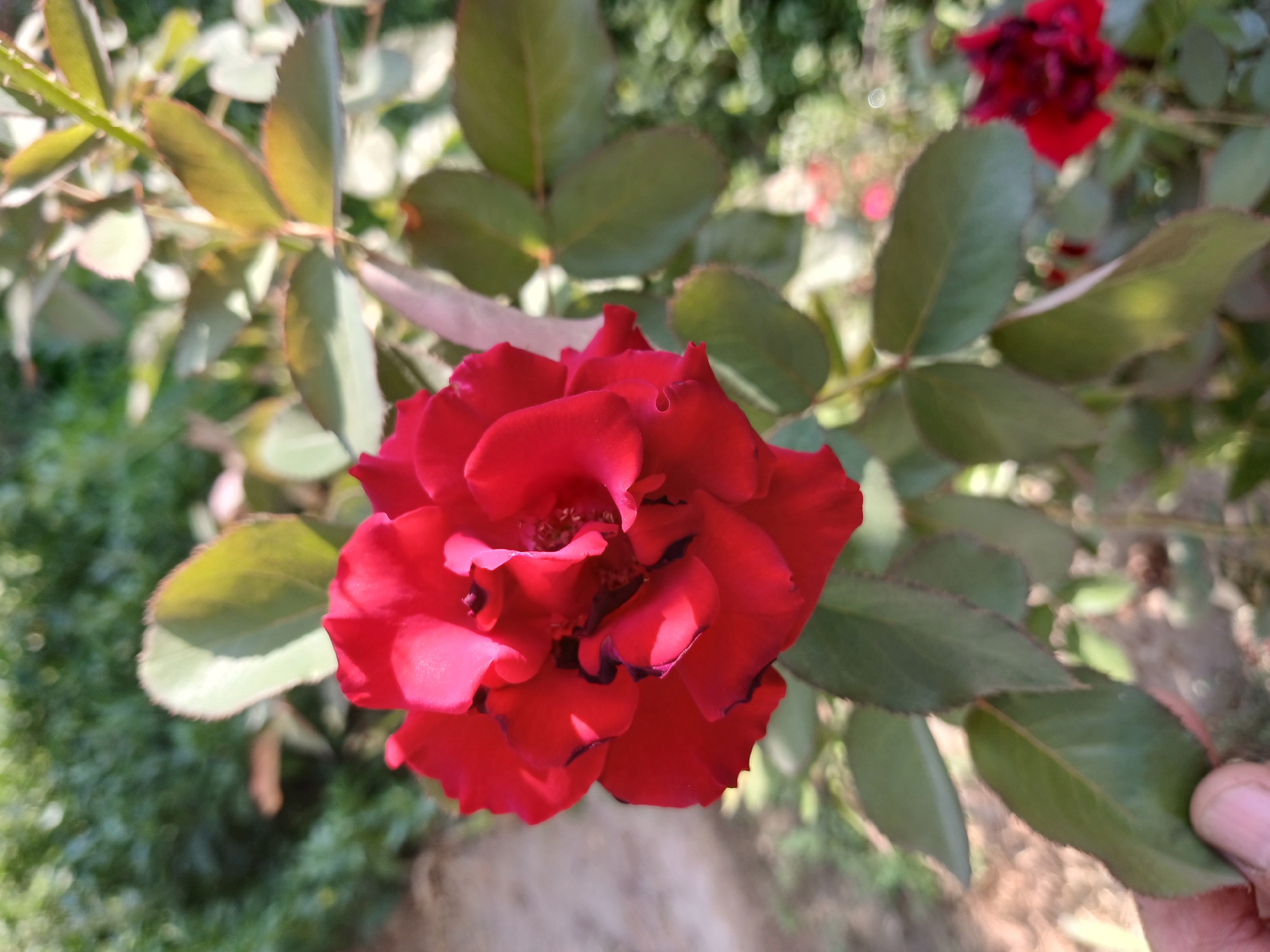 A close-up, vertical shot captures a vibrant red rose in full bloom, positioned slightly left of center. Its petals are tightly packed and exhibit deep shadows, creating a textured appearance. The rose is surrounded by green leaves, some of which are darker and more pointed, while others are lighter and more rounded. A hint of another red rose can be seen in the lower right corner, slightly out of focus. The background consists of a blur of green foliage and dappled sunlight, suggesting an outdoor setting. A hand is partially visible in the lower left corner, holding a leaf. The scene appears to be in a garden.