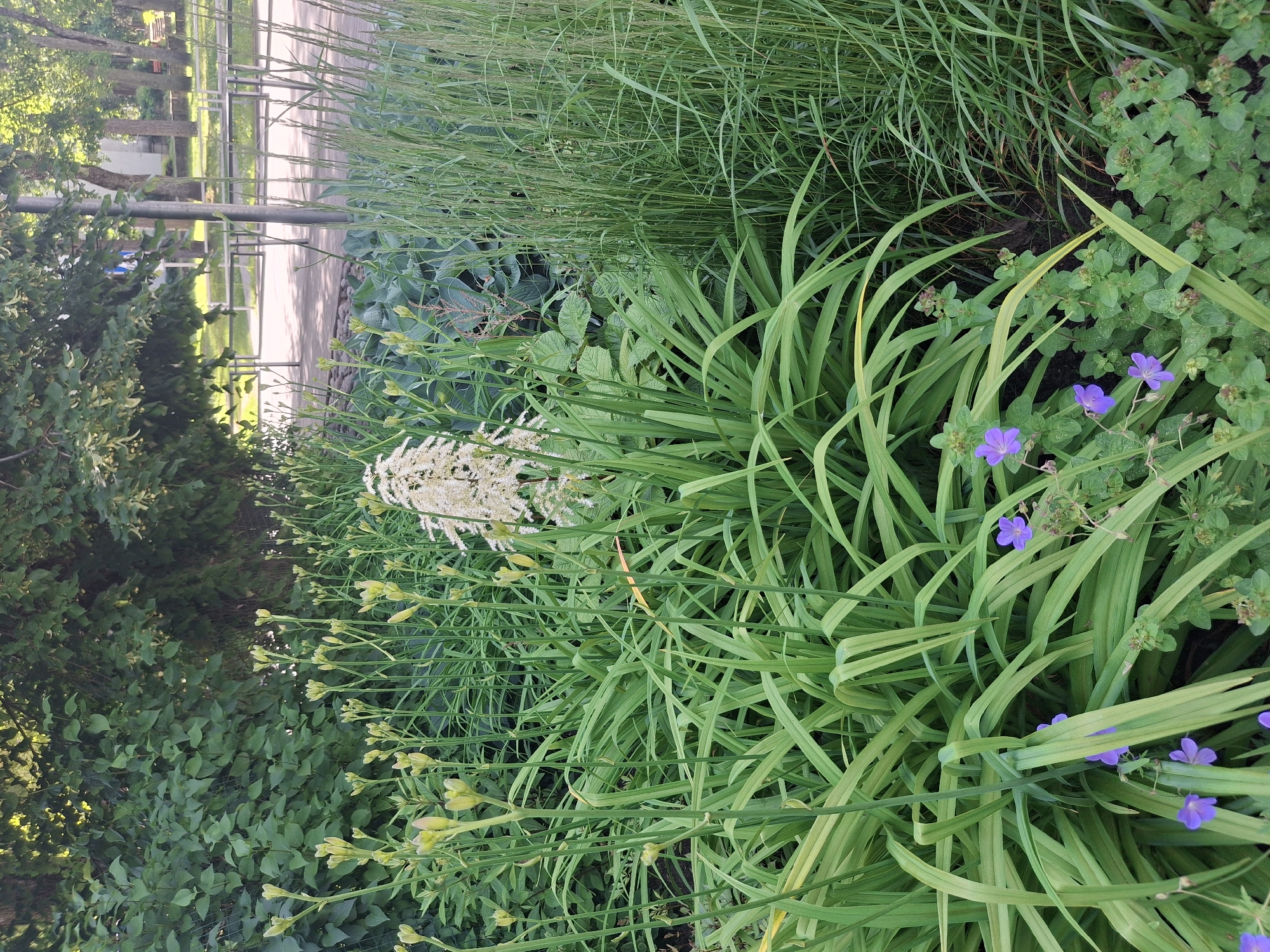 The image captures a vibrant garden scene with lush green foliage and a prominent white flower stalk in the center. Tall, slender stalks with small, pale green buds are clustered in the foreground, suggesting a garden in bloom. Small purple flowers are scattered among the lower green plants, adding pops of color. To the right, a dense stand of tall, slender green grass adds texture and height to the composition. In the background, trees and park benches are visible, indicating an urban park setting. The overall impression is one of a well-maintained public green space, possibly in the city of Ogre, Latvia, given the context of the request. There are no people or animals visible in the image. The lighting suggests it is daytime, with sunlight filtering through the leaves.