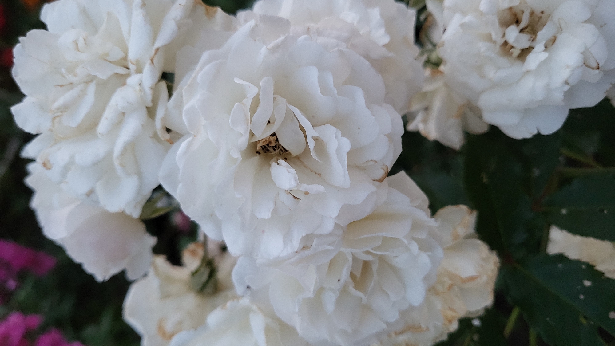 The image shows a close-up of several white roses in bloom. The roses are layered with many petals, some of which appear slightly wilted or browned at the edges. The center of one rose is visible, showing dark stamens. The background is blurred and out of focus, with hints of dark green leaves and some indistinct splashes of magenta and possibly other colors, suggesting other flowers or foliage nearby. The lighting appears to be soft, possibly indicating an overcast day or shade. The image is a vertical composition, with the roses filling most of the frame. The scene appears to be a garden or a park setting, though no specific landmarks or urban elements are identifiable. There are no people or animals visible in the image. The location in Марковский, Russia, is not visually represented in the image itself, as the image solely focuses on the floral subject matter without any environmental context that would indicate a specific geographical location.
