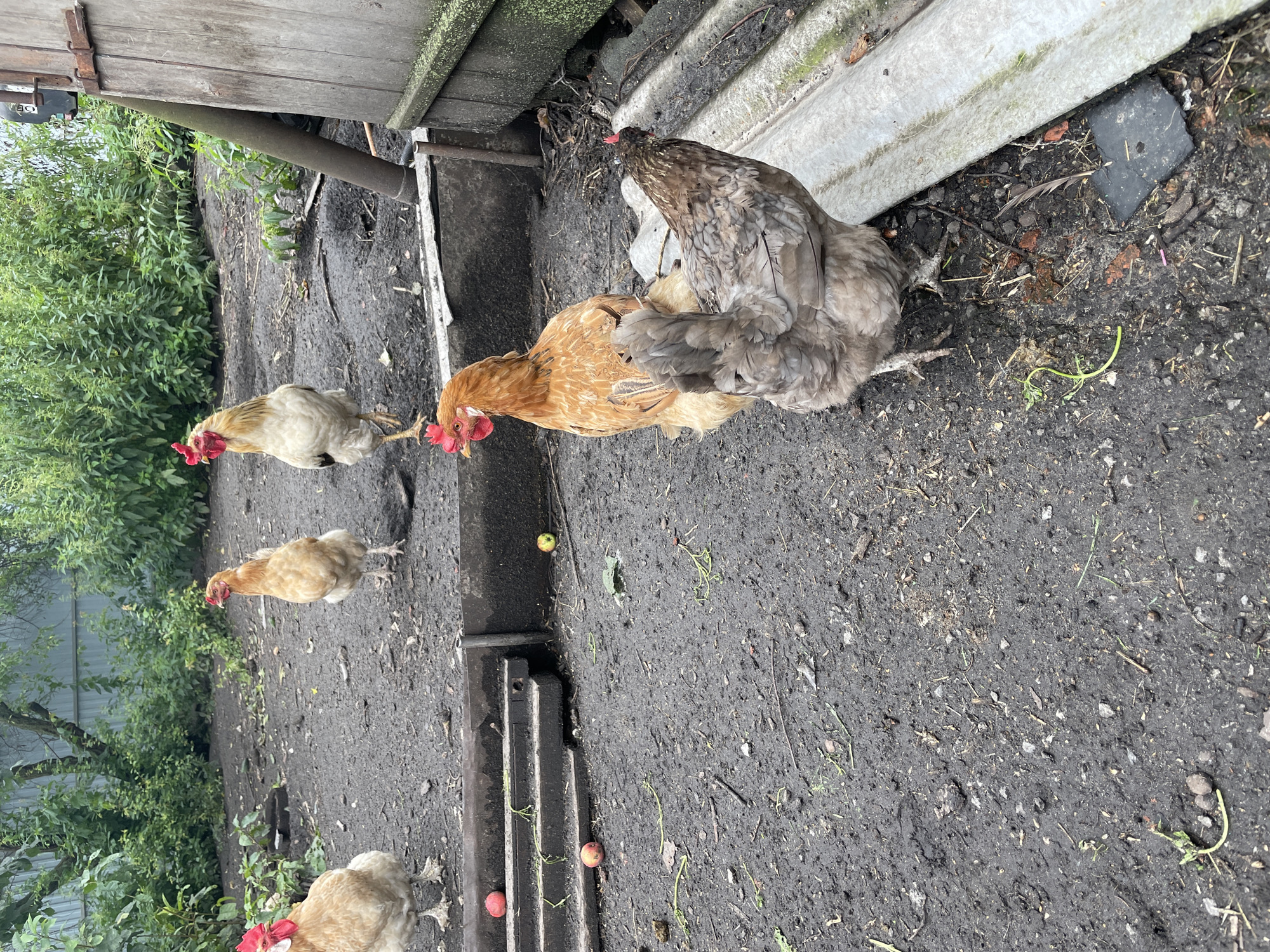 A group of five chickens are gathered in a muddy, outdoor enclosure. The chickens vary in color, with some being a light brown or tan, and one appearing to be a mottled gray. The enclosure contains dirt ground with scattered debris such as twigs, leaves, and small pieces of what appear to be apples. In the background, there are lush green bushes and trees, and to the right, a weathered wooden structure with a metal pipe extending from it. A corrugated metal sheet is visible in the foreground on the right. The scene appears to be a rural or semi-rural setting, possibly a backyard or farmyard in the village of Verkhneye Kazachye, Russia.