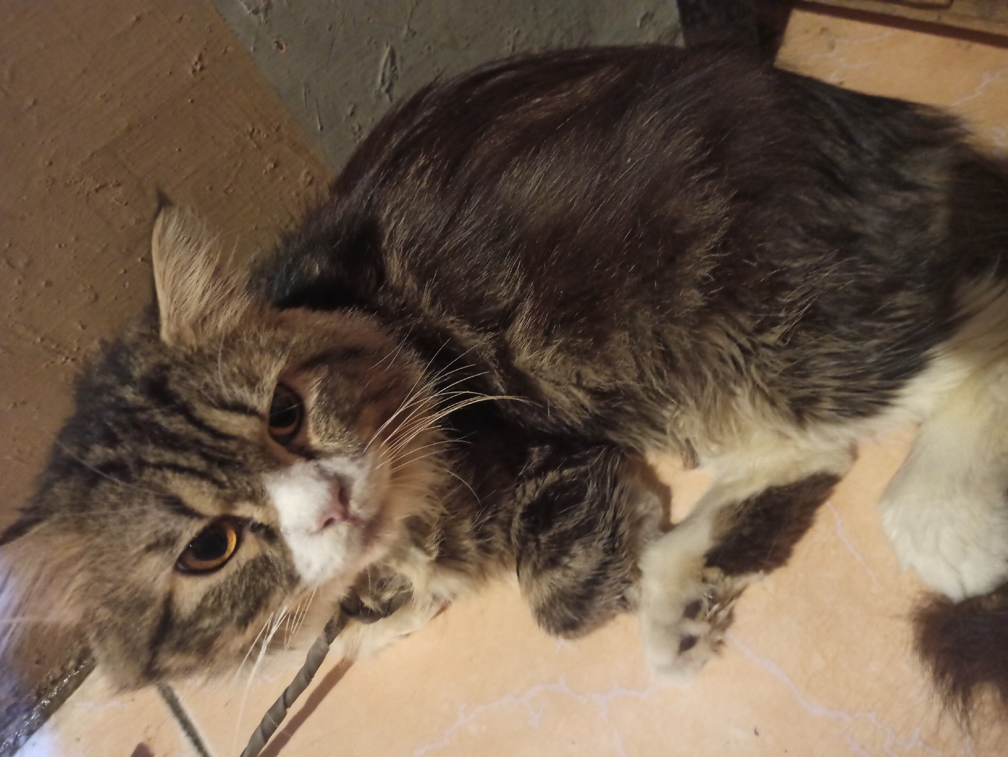 A long-haired tabby cat with amber eyes, white fur on its chest and paws, and dark brown and gray stripes is lying on a light brown tiled floor. The cat's head is tilted to the side, with one ear partially visible. A dark gray wire is draped across the cat's chest. The background consists of a textured, light brown wall and a darker gray surface.