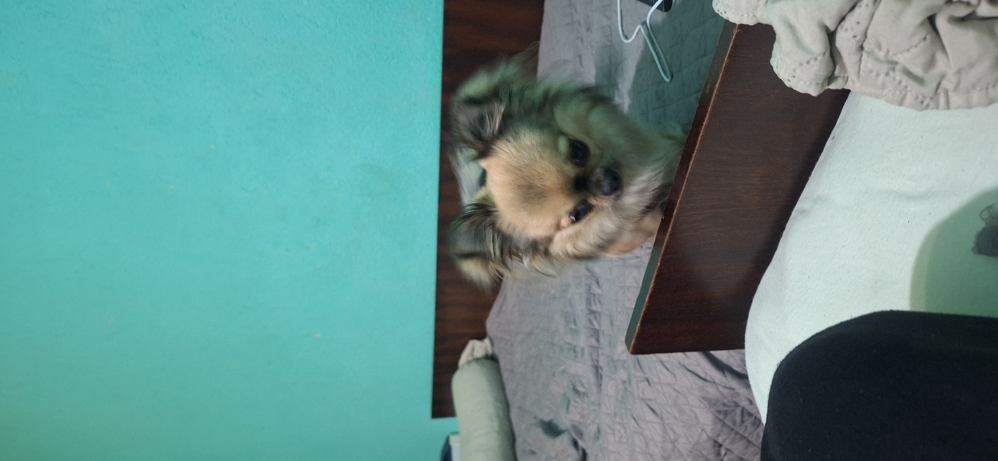 A long-haired Chihuahua dog is positioned beside a dark brown wooden bedside table. The dog has a predominantly tan-colored head and face with darker, grizzled gray and black fur around its ears and muzzle. The dog is resting on a bed covered with gray quilted bedding and a light green pillow. The room's wall is painted in a light turquoise color. A portion of a person's black clothing is visible in the bottom right corner of the frame. White cables are visible on the bed. The location is unknown and cannot be determined from the image.