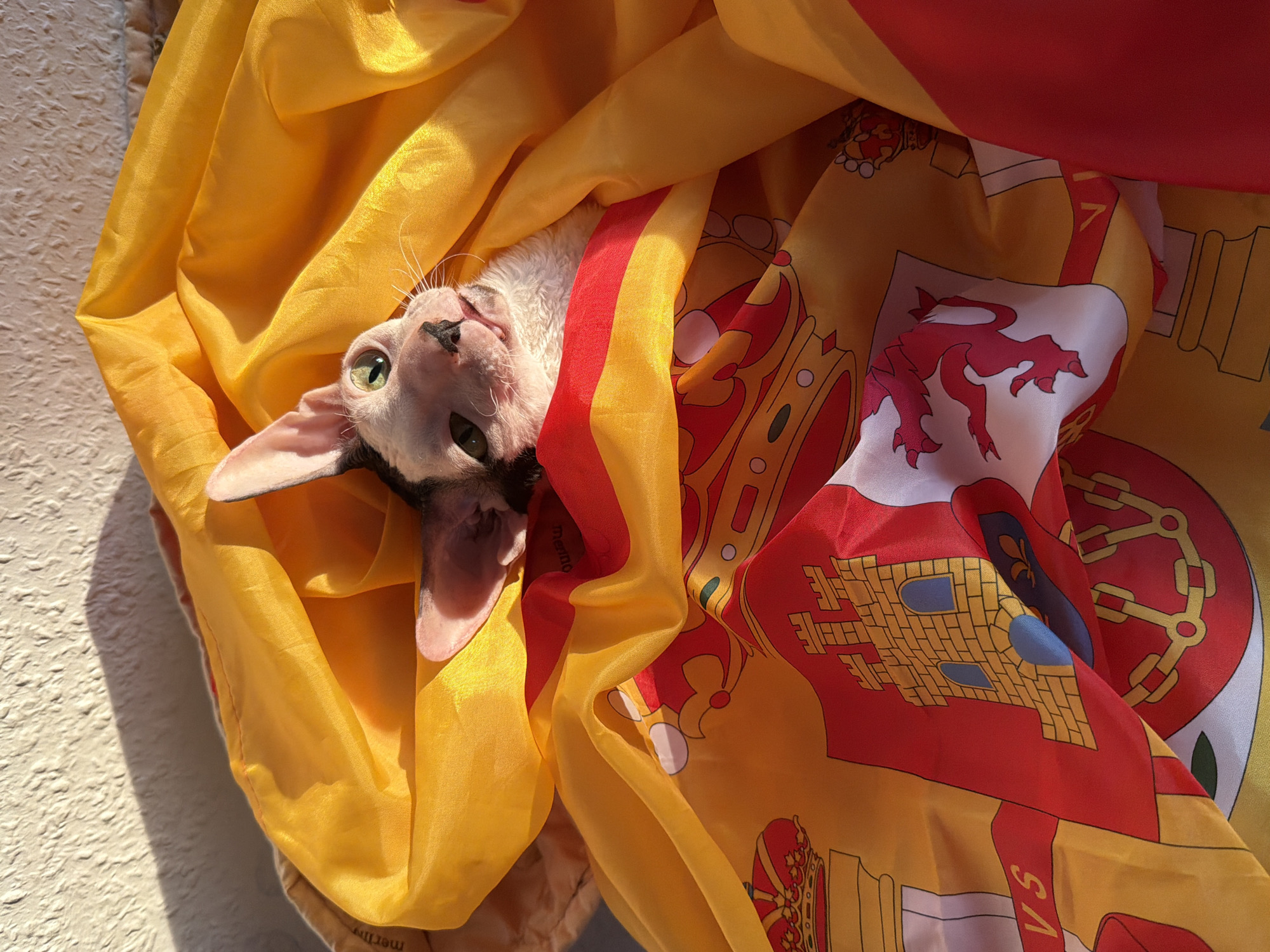 A Sphynx cat with green eyes is nestled in a Spanish flag. The cat's fur is white and black, and its ears are large and prominent. The flag is draped around the cat, with its gold and red colors showing. The flag features heraldic symbols, including a castle and a lion. The scene appears to be outdoors, with sunlight casting shadows on a textured wall in the background. The image was taken in Yekaterinburg, Russia.