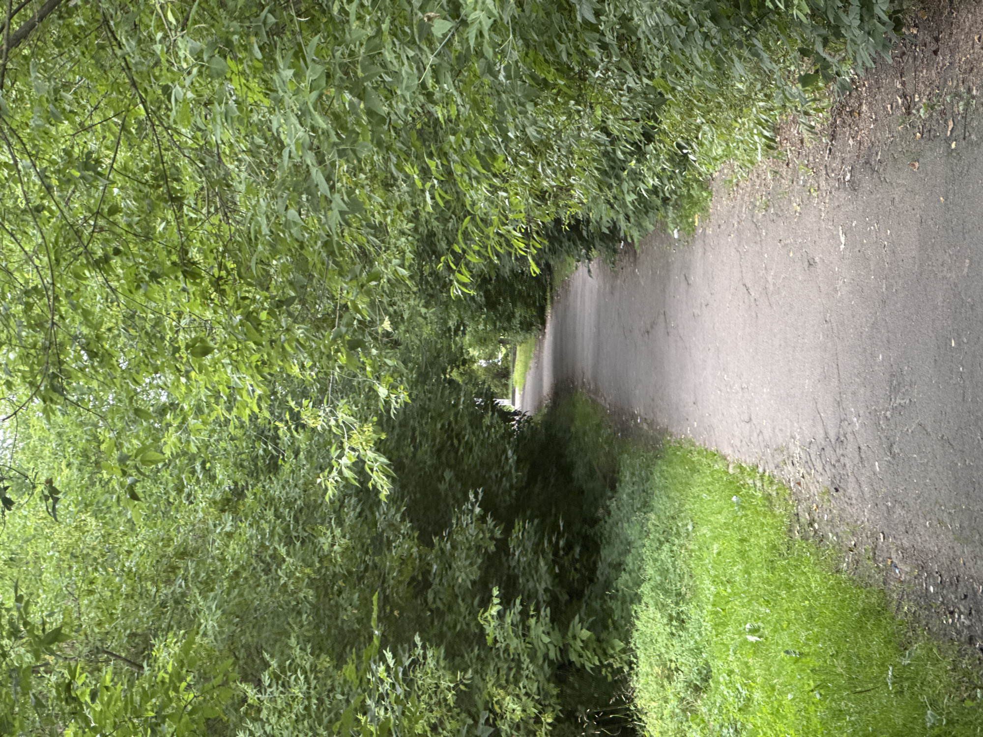 This is a vertical, eye-level shot of a paved pathway through a park or wooded area in Dedovsk, Russia. The path is bordered on both sides by dense, green foliage, creating a tunnel-like effect. The path itself appears to be made of asphalt and shows some signs of wear and tear, with cracks and debris visible on its surface. The grass to the left of the path is lush and green, with some patches of dirt and litter scattered along the edge. The trees and bushes are full of leaves, indicating it is likely summer or late spring. The lighting suggests an overcast day or shade from the dense canopy. There are no people or animals visible in the frame.