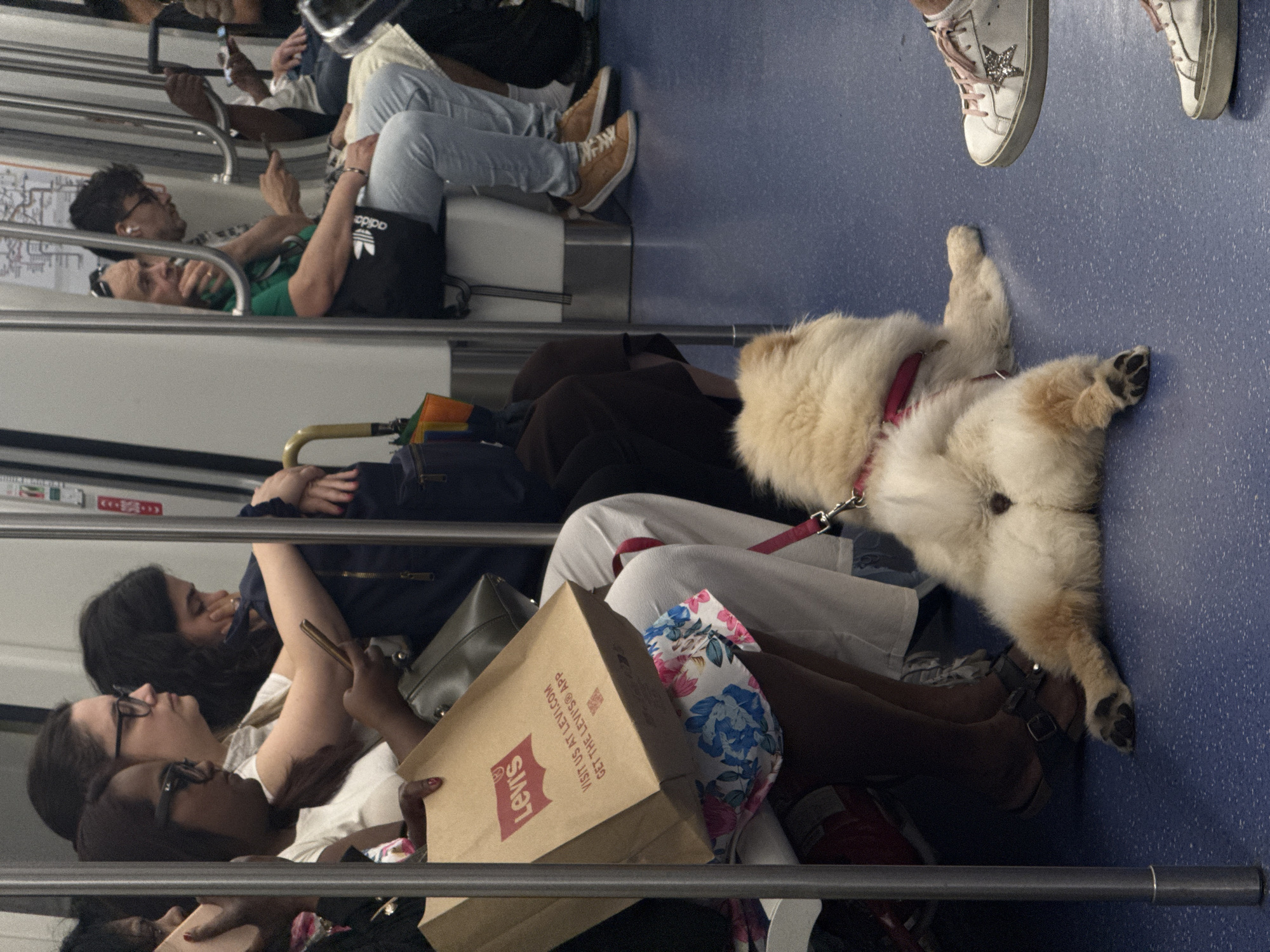 The image depicts the interior of a metro train in Milan, Italy, with multiple passengers and a dog. The floor is a speckled blue, and the walls are light grey, featuring silver vertical poles and horizontal handholds.
In the foreground, a light-colored, fluffy dog, consistent with a Chow Chow, with a pink leash attached, lies on the blue floor facing away from the camera, occupying the center-right. Its hind legs are splayed, and its tail curls over its back.
On the left side of the train, several individuals are seated. In the immediate foreground, a person with dark skin is seated, wearing a white top and a floral skirt with blue and pink patterns. This person holds a tan Levi's paper shopping bag on their lap, which displays the red Levi's logo and the text "VISIT US AT LEVI.COM GET THE LEVI'S® APP." They are also holding a golden smartphone. Their feet are clad in dark sandals. Behind them, a woman with dark hair and glasses is seated, looking to the right. Further back, another woman with dark, curly hair is seated, resting her head on her arms.
On the right side of the train, a man with a partially shaved head and a green polo shirt is seated, wearing light-wash blue jeans and brown lace-up sneakers. An Adidas shoulder bag is visible beside him. He is looking towards the left. Behind him, another individual with glasses and a white earbud is visible, holding a smartphone. In the bottom right corner, a pair of white sneakers with a silver star design on the side are visible. A portion of a colorful umbrella is visible near the floor on the far left.