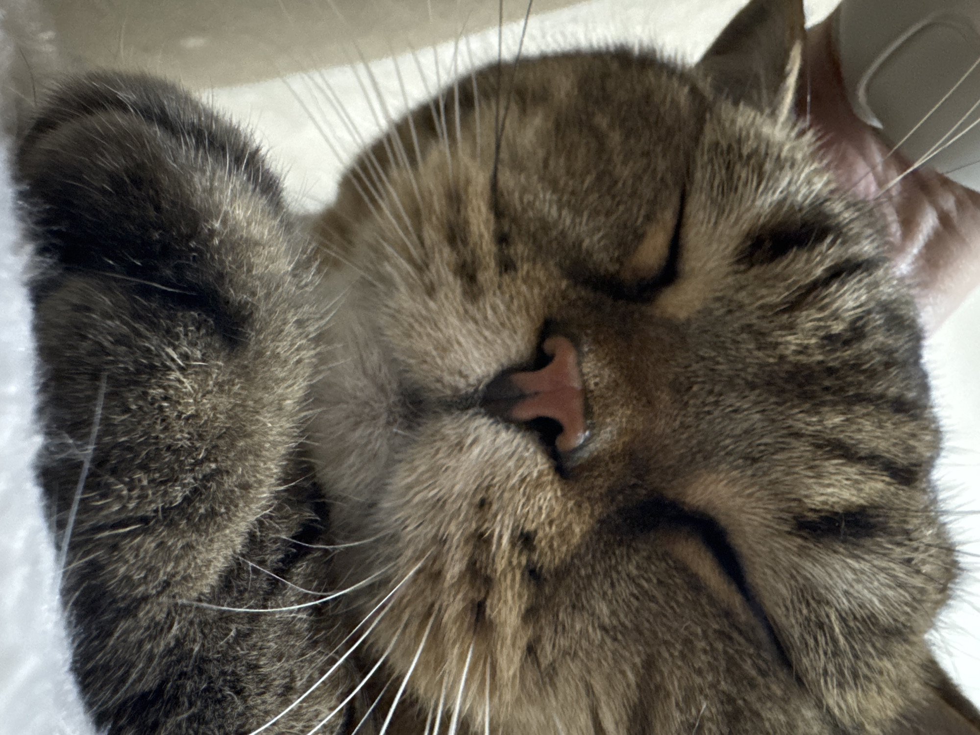 The image is a close-up, upward-angled, full-body shot of a tabby cat sleeping. The cat's eyes are closed, and its pink nose is visible. Its front paws are tucked beneath its chin. A human hand is gently stroking the cat's head. The background is blurry and light-colored, suggesting an indoor setting. The image does not provide any information about the location in the city of Mikhaylovsk, Russia.