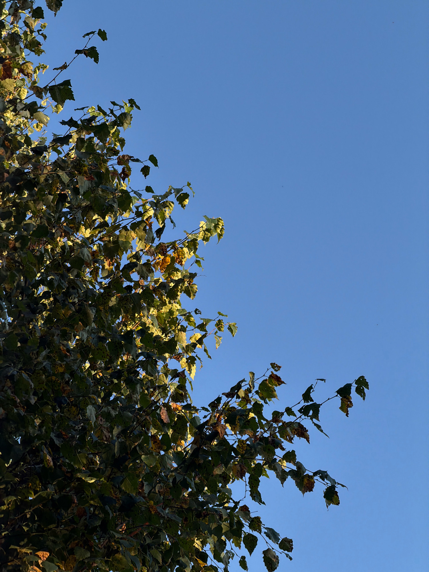 An outdoor, low-angle, medium shot captures a clear blue sky with the branches and leaves of a tree filling the left and bottom portions of the frame. The leaves are a mix of green and yellow, some showing signs of browning and holes, suggesting an autumn season. The sunlight illuminates some of the leaves from behind, creating a backlight effect. No people or structures are visible in the frame. The image appears to be taken in Krasnoyarsk, Russia, during daylight hours.