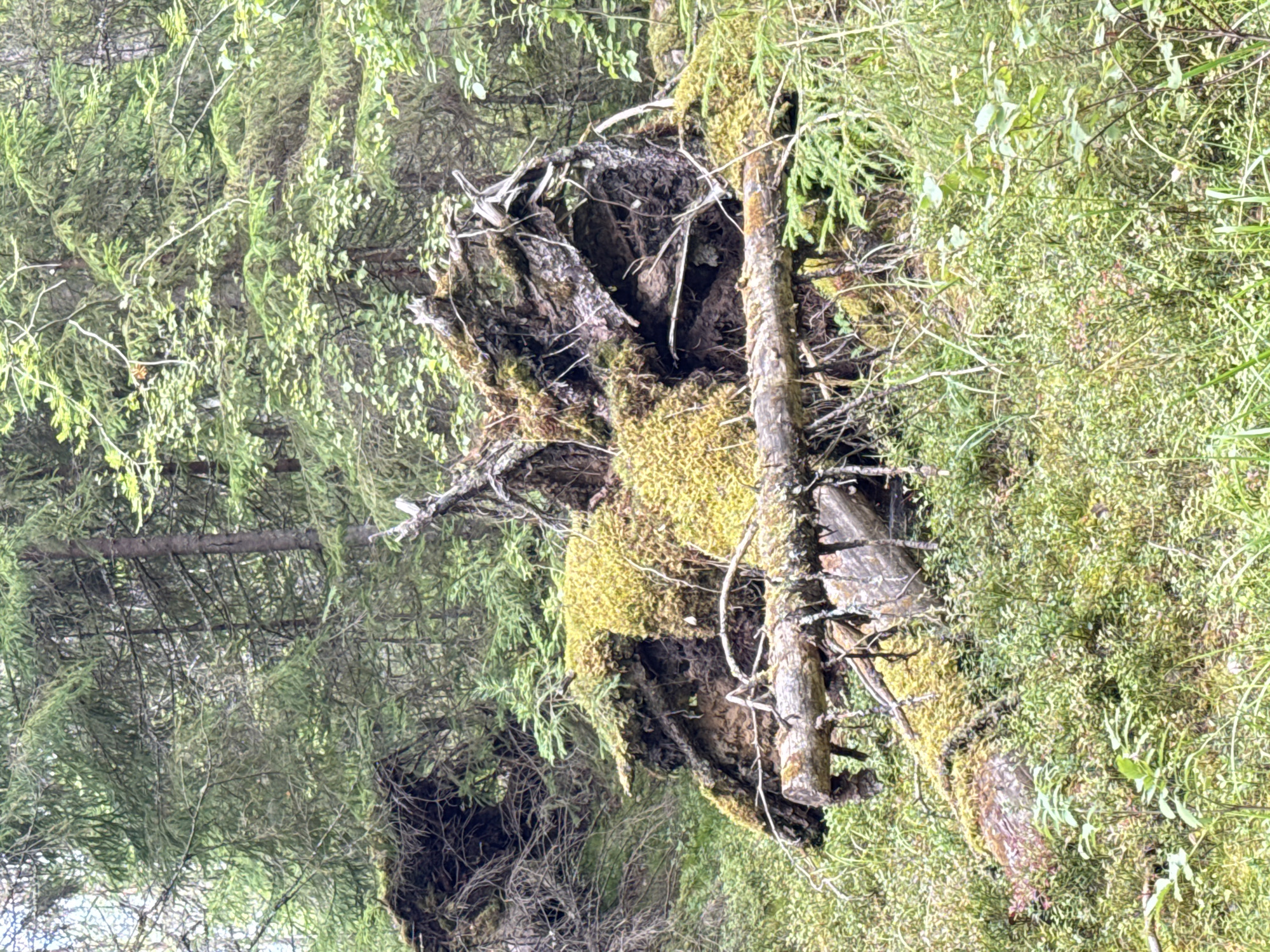 The image depicts a dense forest scene in Ikhala, Russia, characterized by an uprooted tree in the foreground. The tree's exposed root ball is covered in vibrant green moss, intertwined with dark soil and decaying wood. Several fallen logs, also moss-covered, lie scattered around the base of the tree. The background is filled with a variety of evergreen trees, their branches forming a thick canopy that filters the daylight. The forest floor is carpeted with lush green undergrowth, including various small plants and grasses, creating a wild and untamed natural environment. There are no people or animals visible in the image.
