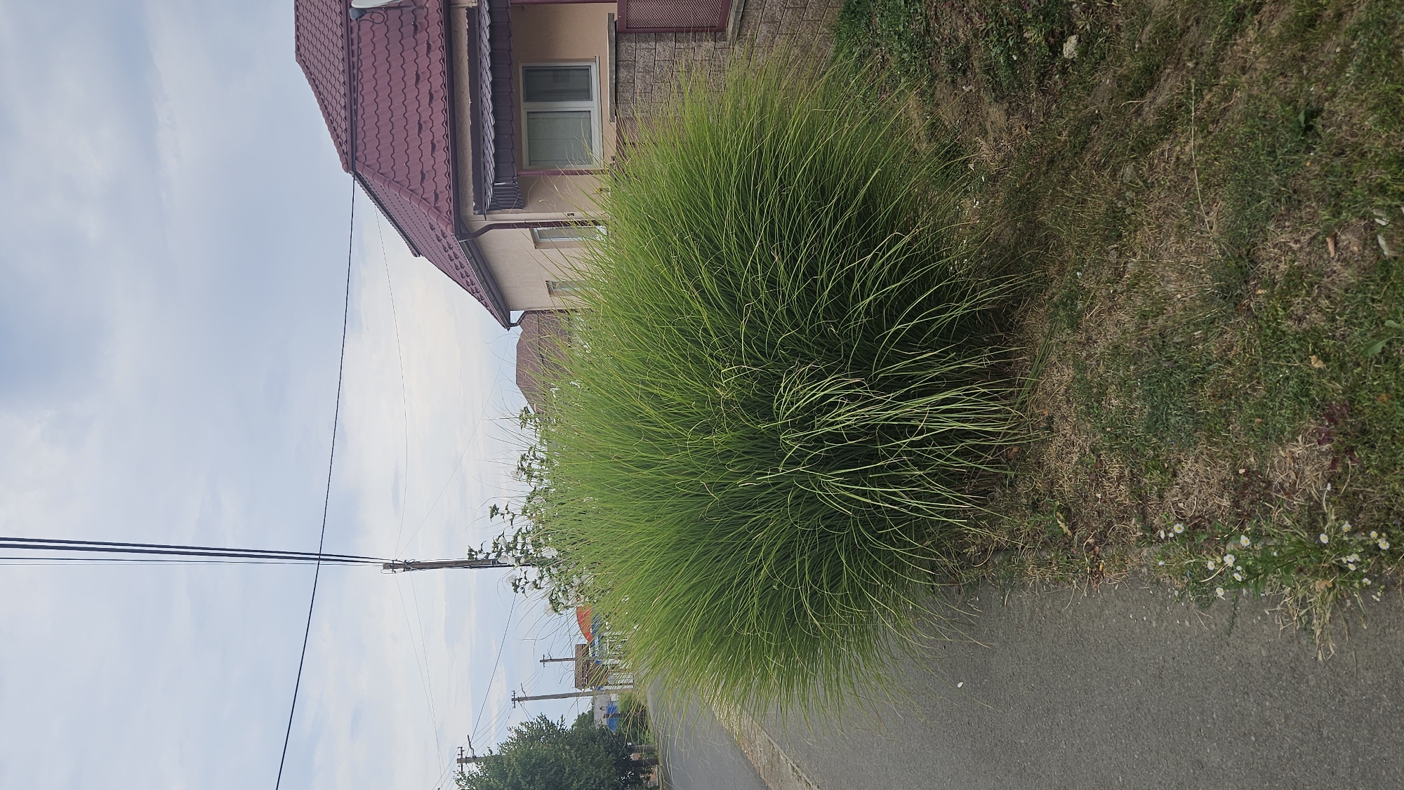 The image depicts a street scene in Veľké Slemence, Slovakia. On the right side of the image, a residential building with a reddish-brown tiled roof and beige walls is visible. A section of a brick wall with a decorative metal fence runs along the property line. In the foreground, a large, dense clump of vibrant green ornamental grass dominates the center of the frame, its feathery blades extending outward. To the left of the grass is an asphalt road. Beyond the road, a few trees and utility poles with overhead wires are present, indicating a developed area. The sky is overcast with scattered clouds. The ground around the grass is a mix of dry, brown grass and patches of green vegetation. Small white wildflowers are visible near the edge of the road.