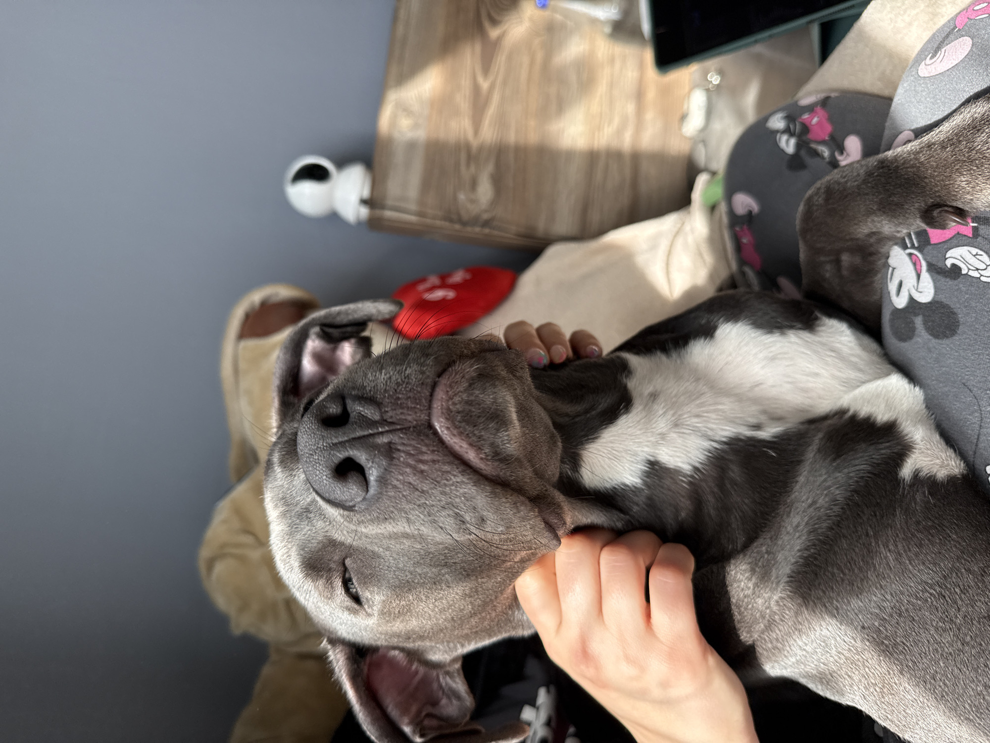 A grey and white dog lies on a person's lap wearing grey Mickey Mouse-patterned pants. The dog is being petted by the person, whose hand is visible. A wooden table is in the background, along with a white security camera. The location in the city of Varna, Bulgaria is unknown.