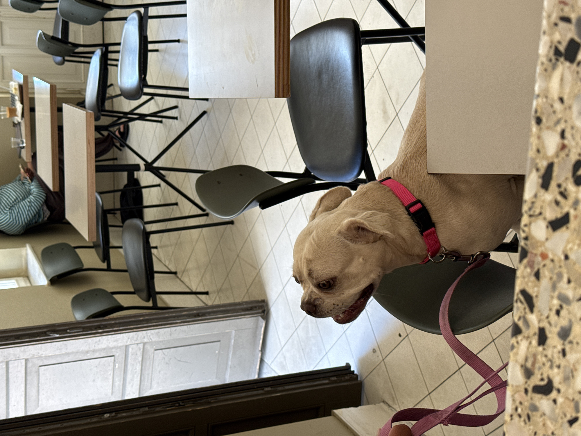 A light-skinned dog with a pink collar and a purple leash is sitting in front of a table in a cafe. The dog is looking up and to the left. In the background, there are several tables and chairs, and a person is sitting at one of the tables. The cafe appears to be located in Tel-Aviv, Israel. The floor is tiled with a pattern of light and dark squares. The walls are a pale yellow color. The image is taken from a low angle, looking up at the dog.