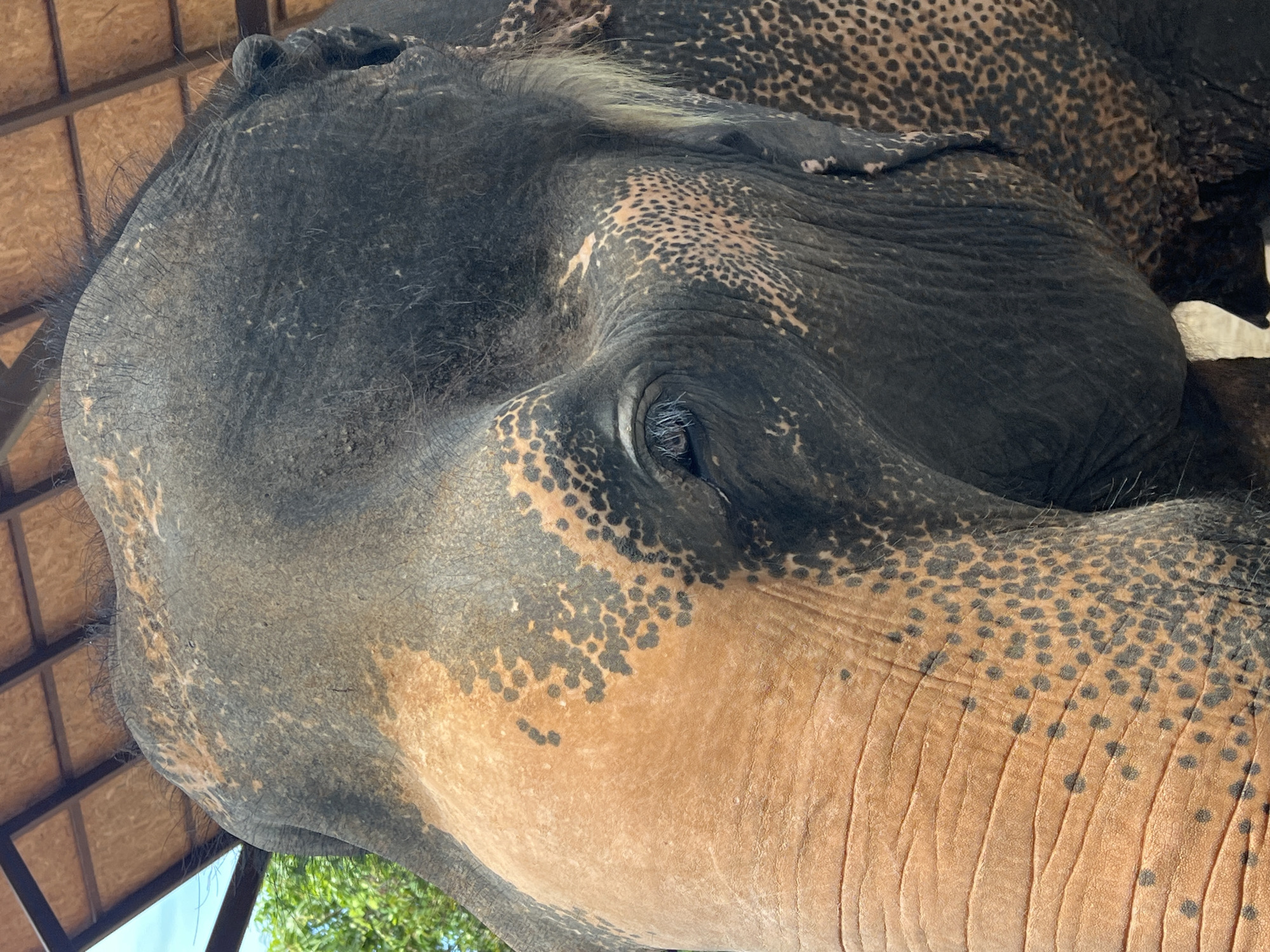 This is a close-up, eye-level, portrait-style, outdoor photograph of an Asian elephant's head, taken in Baan Thurian, Thailand. The elephant is facing right, with its trunk curving downwards out of frame. The elephant's skin is a mixture of dark grey and lighter, orangey-brown patches with distinct black spots. Its eye is visible, with long eyelashes. The top of the elephant's head is covered in short, sparse hairs, and it is positioned under a wooden roof structure. Green foliage is visible in the upper left corner of the image, suggesting a natural or semi-natural environment.
