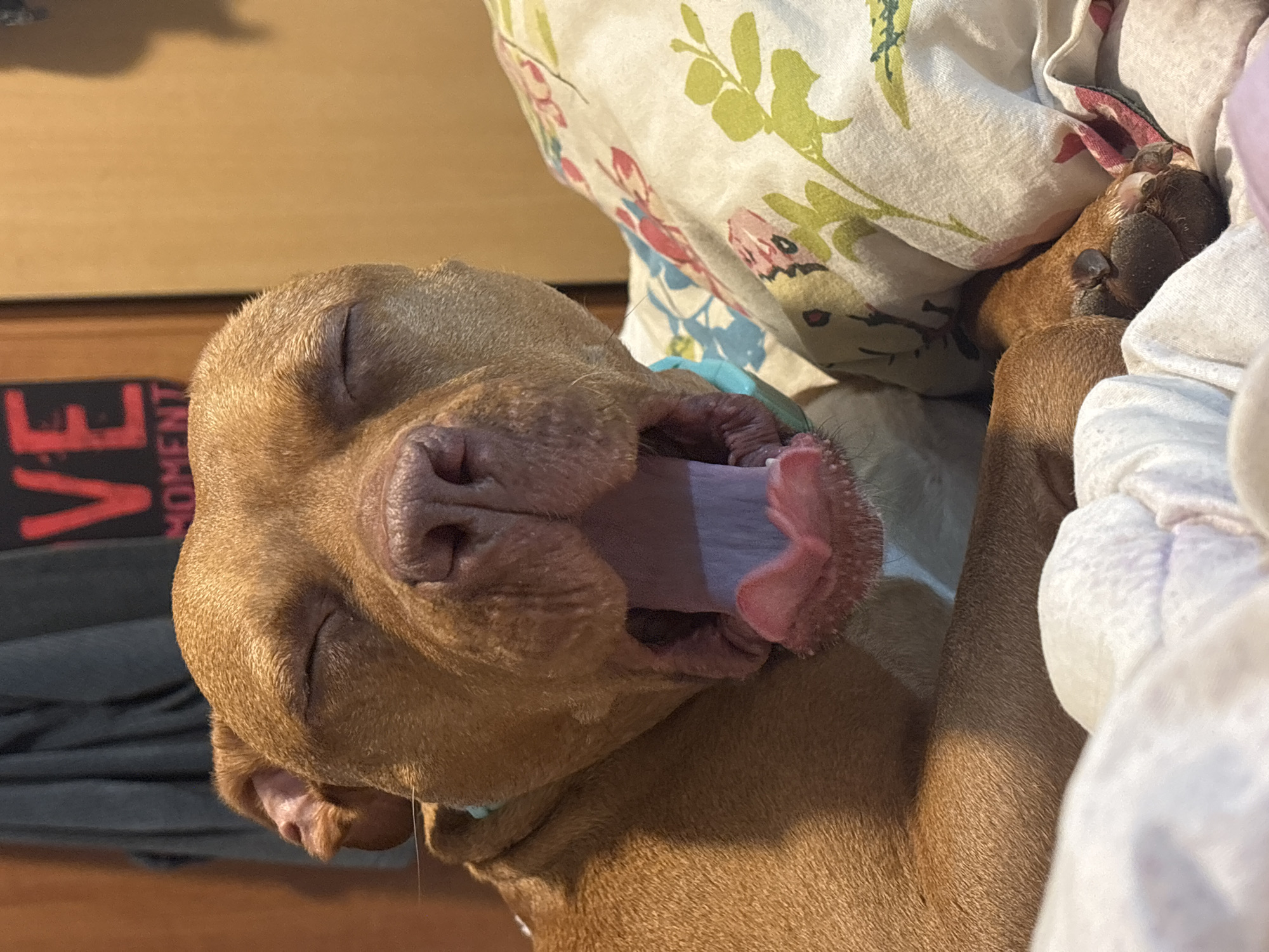 A close-up, eye-level shot shows a brown dog lying down with its mouth open and tongue protruding. The dog's eyes are closed. The dog is on a bed with floral-patterned sheets. A paw is visible near the sheets. The setting is indoors. Location: Impossible to determine based on provided image.