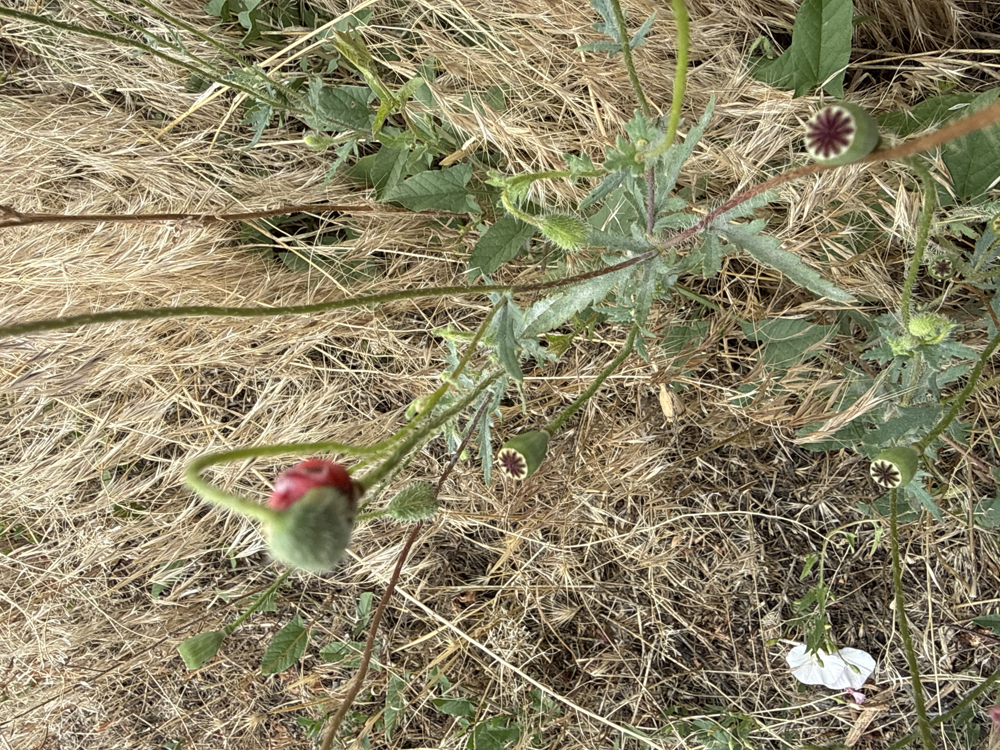 In Piatykhatky, Ukraine, a close-up shot captures several poppy seed pods and a partially opened bud amidst dry, golden grass and green foliage. One prominent bud, encased in a fuzzy green calyx, shows hints of red petals unfurling. Nearby, a mature seed pod displays a star-like pattern of purple in its dried top. Other smaller, spiky seed pods are scattered throughout the frame. A few delicate white petals lie on the ground, suggesting a fallen flower. The overall environment is dry and natural, with the vegetation indicating a warm, possibly late summer or early autumn setting.