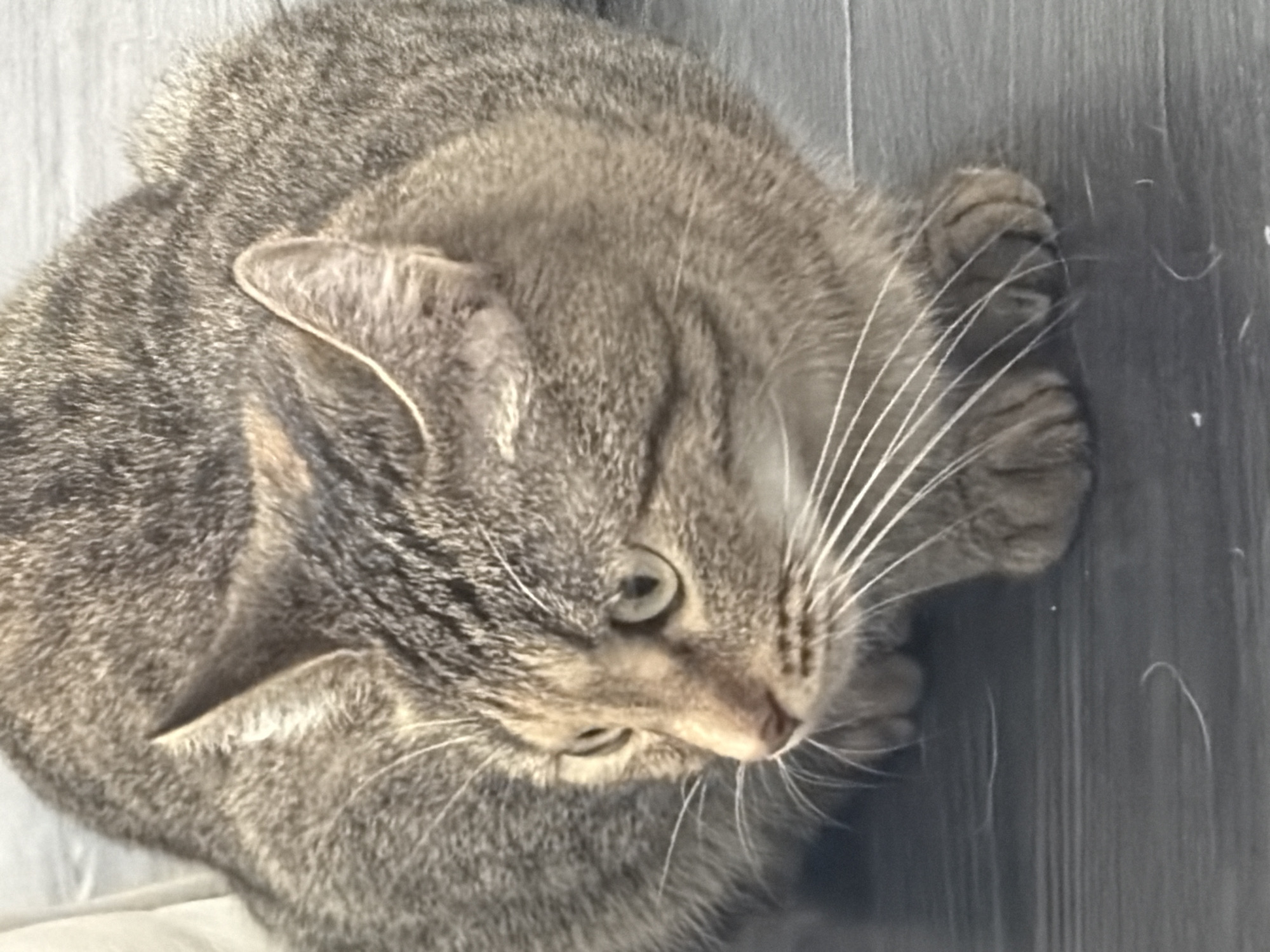 The image shows a close-up, overhead view of a tabby cat lying down. The cat's fur is a mix of gray, brown, and black stripes. Its eyes are partially closed, and its gaze is directed downwards and to the right. Long, white whiskers fan out from its muzzle. One of the cat's front paws is visible, curled up. The cat is lying on a surface that appears to be a wooden floor with a gray, wood-grain pattern. The lighting is soft, suggesting it might be indoors. The image is slightly blurred, giving it a soft focus. There is no visible text in the image.