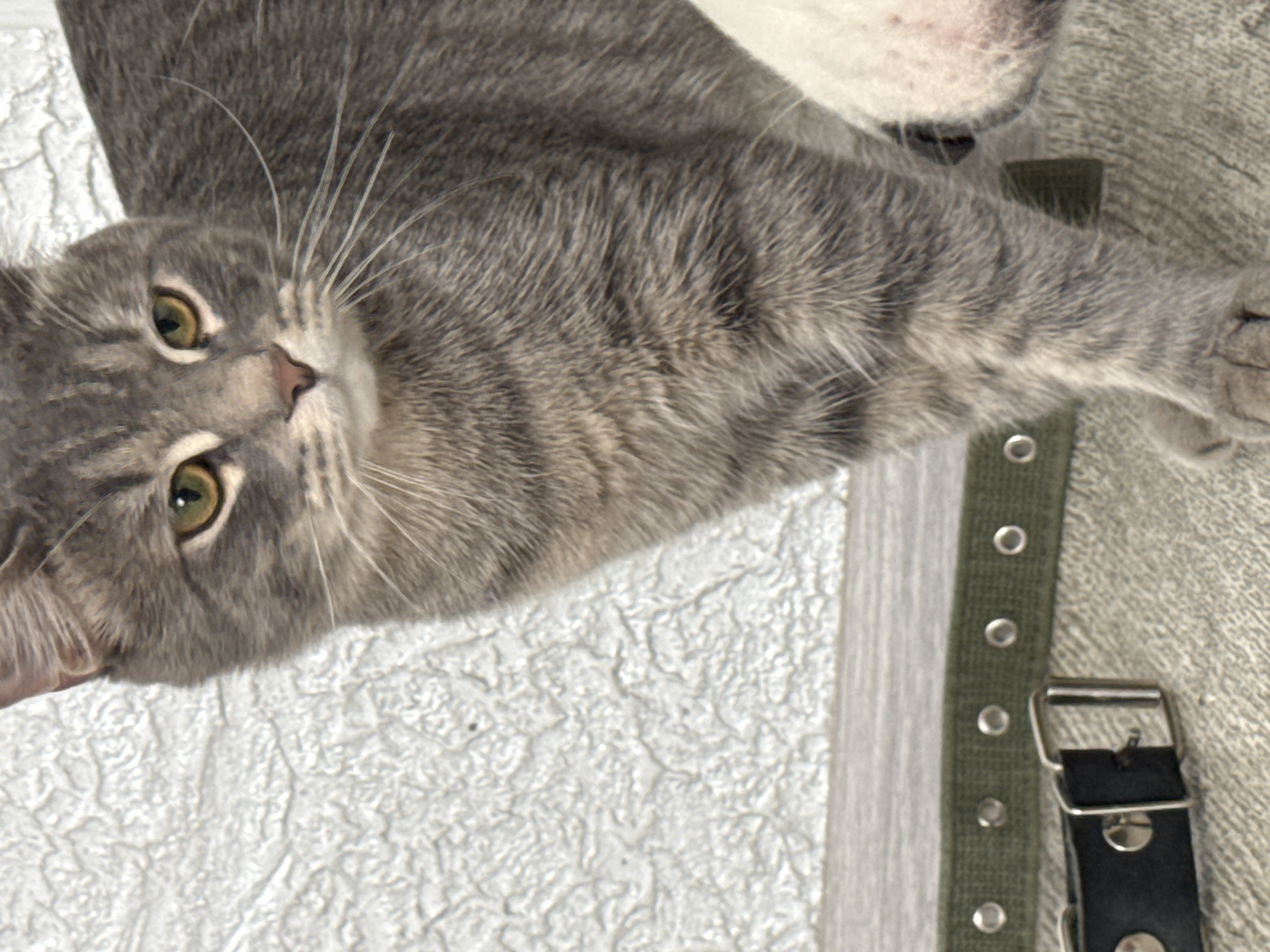 A close-up shot of a gray tabby cat with yellow-green eyes, lying on a surface composed of white textured wallpaper and a gray upholstered material. An army green, leather-buckled belt lies along the right side of the image, near the cat's front paw. The location of the photograph is unknown.