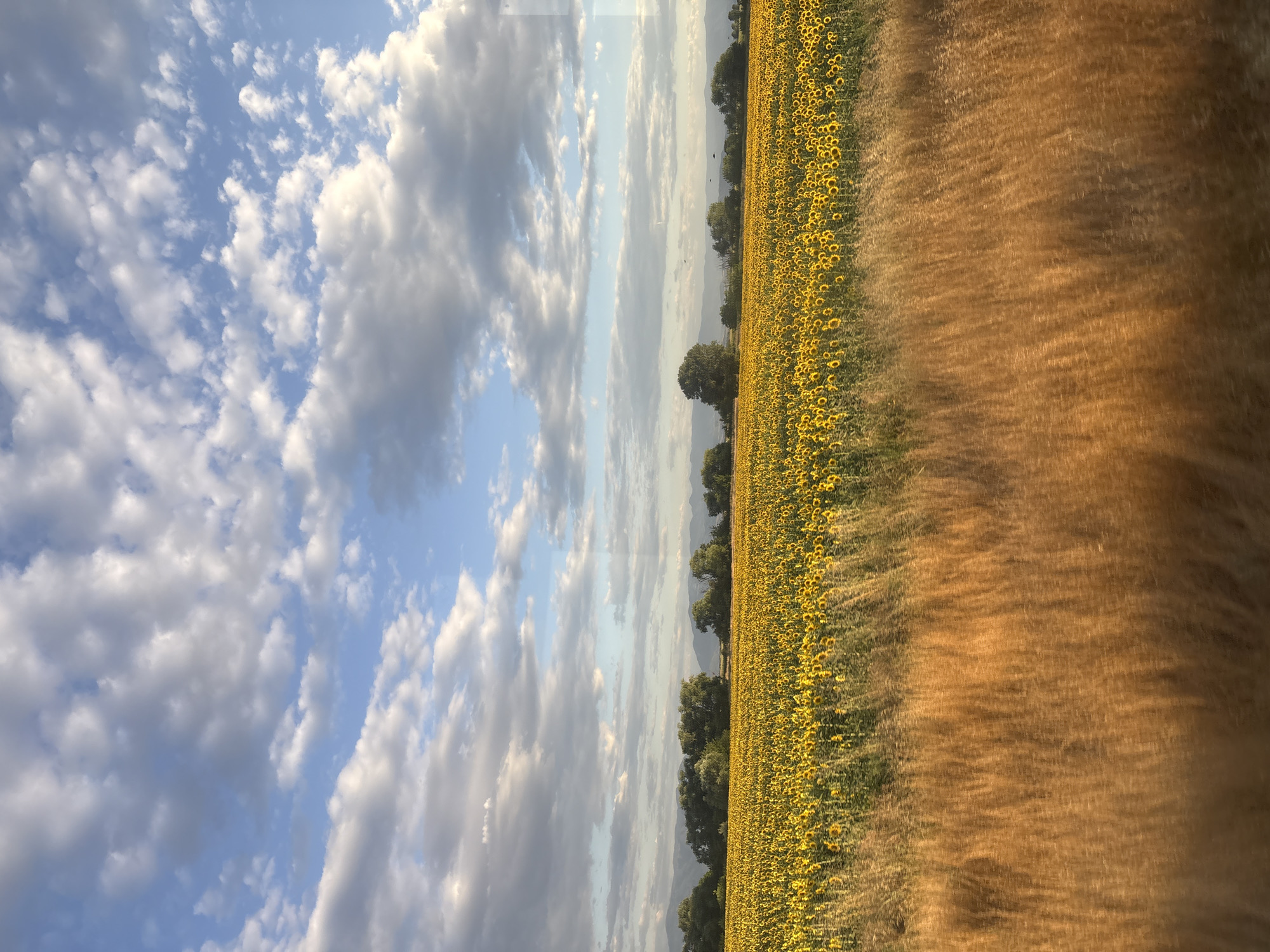 The image depicts a vast field of blooming sunflowers under a cloudy sky. In the foreground, tall, dry grasses are blurred, suggesting movement. Behind the sunflowers, a line of trees forms a dense, green border, with a hazy mountain range visible in the distance. The sky is a mix of blue and white clouds, with soft sunlight filtering through. The scene is a natural landscape with no visible people or man-made structures, likely located in the agricultural region surrounding Saedinenie, Bulgaria, known for its sunflower cultivation.