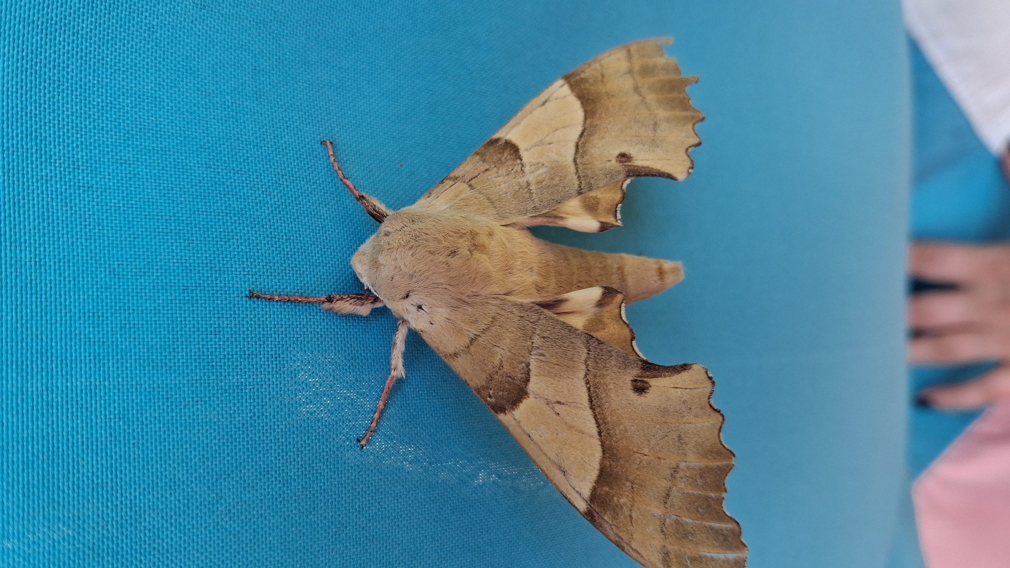 A large, light brown moth with darker brown markings is resting on a textured, teal-colored surface. The moth's wings are spread wide, revealing intricate patterns of beige and brown bands. Its fuzzy body is light brown, and its antennae are visible and extend upwards. The background is a solid teal color with a visible weave pattern, suggesting it could be fabric or a similar material. The lower part of the image shows a blurred glimpse of people's hands and clothing, with a pink and white fabric in the foreground. The overall impression is of a close-up shot of the moth against a plain, colorful backdrop, with a hint of human presence at the bottom. This scene is located in the city of Marchevo, Bulgaria.