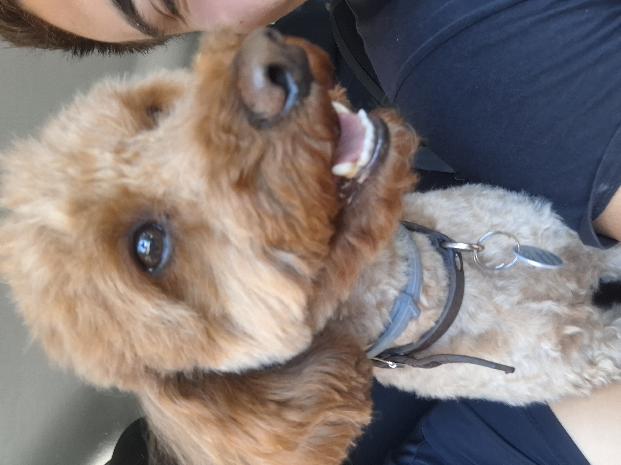 A close-up shot captures a tan-colored dog, likely a poodle mix, sitting in what appears to be a car. The dog is wearing a brown collar with a gray adjustable clip and a silver tag. Its mouth is slightly open, revealing teeth. To the right of the dog, a person's face is partially visible, with dark hair and an eyebrow. The background is blurred, showing a gray surface, likely the interior of a vehicle. There are no specific landmarks or identifiable features in the image that would indicate a location in Pleven, Bulgaria.