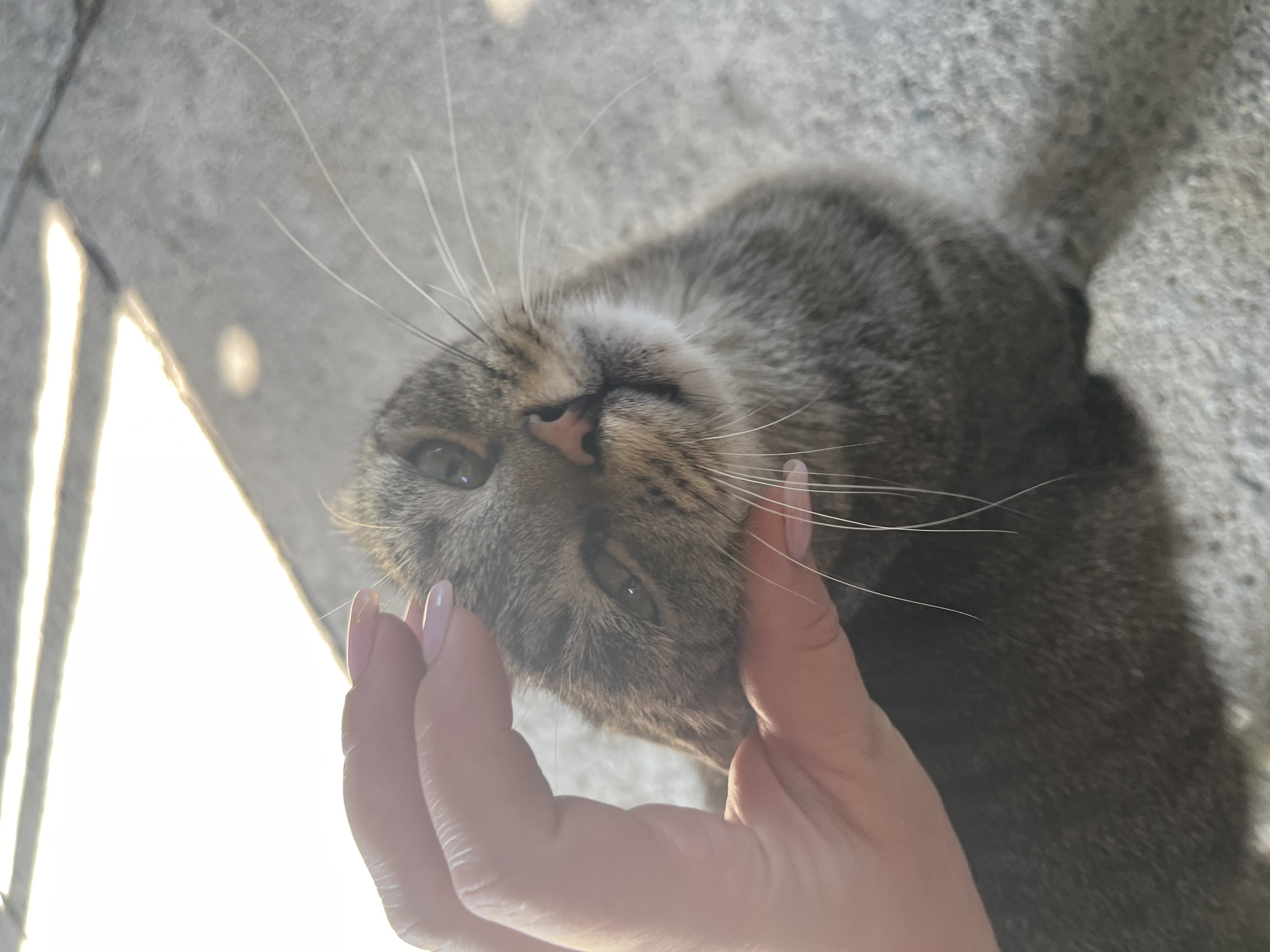 A close-up shot shows a person's hand with pink nail polish gently petting a tabby cat's head. The cat's whiskers are prominent, and its eyes are partially closed, suggesting it is enjoying the interaction. The background appears to be an outdoor paved surface, possibly a sidewalk or patio, with sunlight creating bright patches and shadows. The image is taken at an angle, with the cat's face as the primary focus. There is no identifiable information to link this scene to the city of Taraz administration, Kazakhstan.