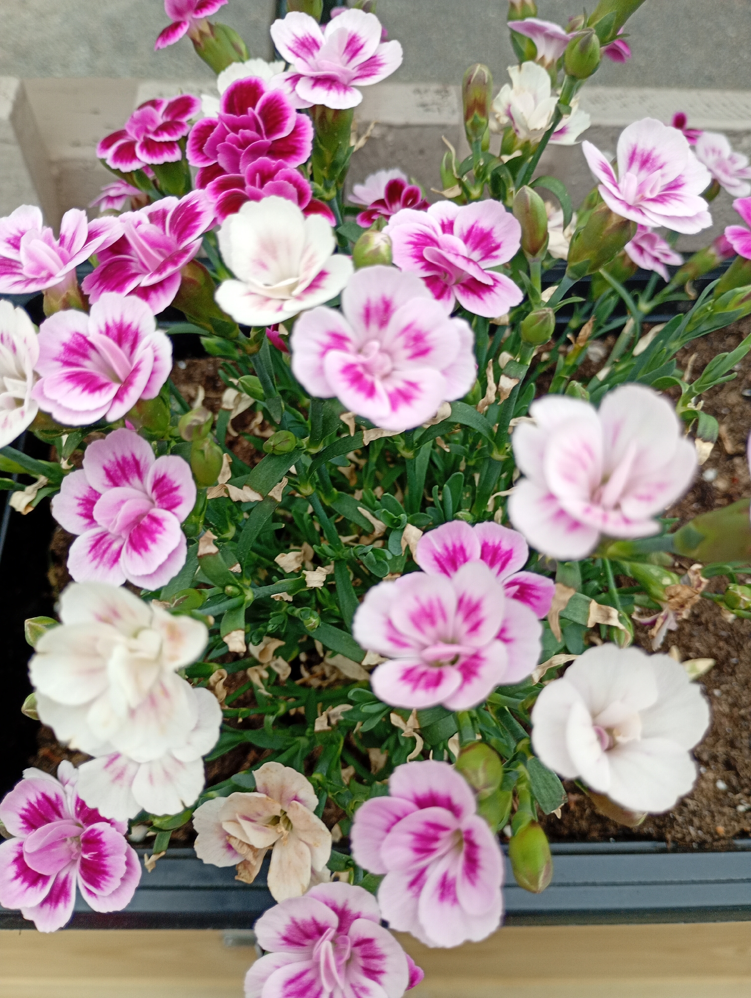 A high-angle, close-up shot captures a cluster of pink and white carnations in a planter. The flowers exhibit vibrant pink edges that fade into white centers, with some flowers displaying a deeper magenta hue at their core. Green stems and leaves surround the blossoms, interspersed with a few unfurled buds. The background consists of a gray, textured surface, possibly a wall or pavement, and a dark gray planter. The lighting appears to be natural daylight, casting soft shadows.