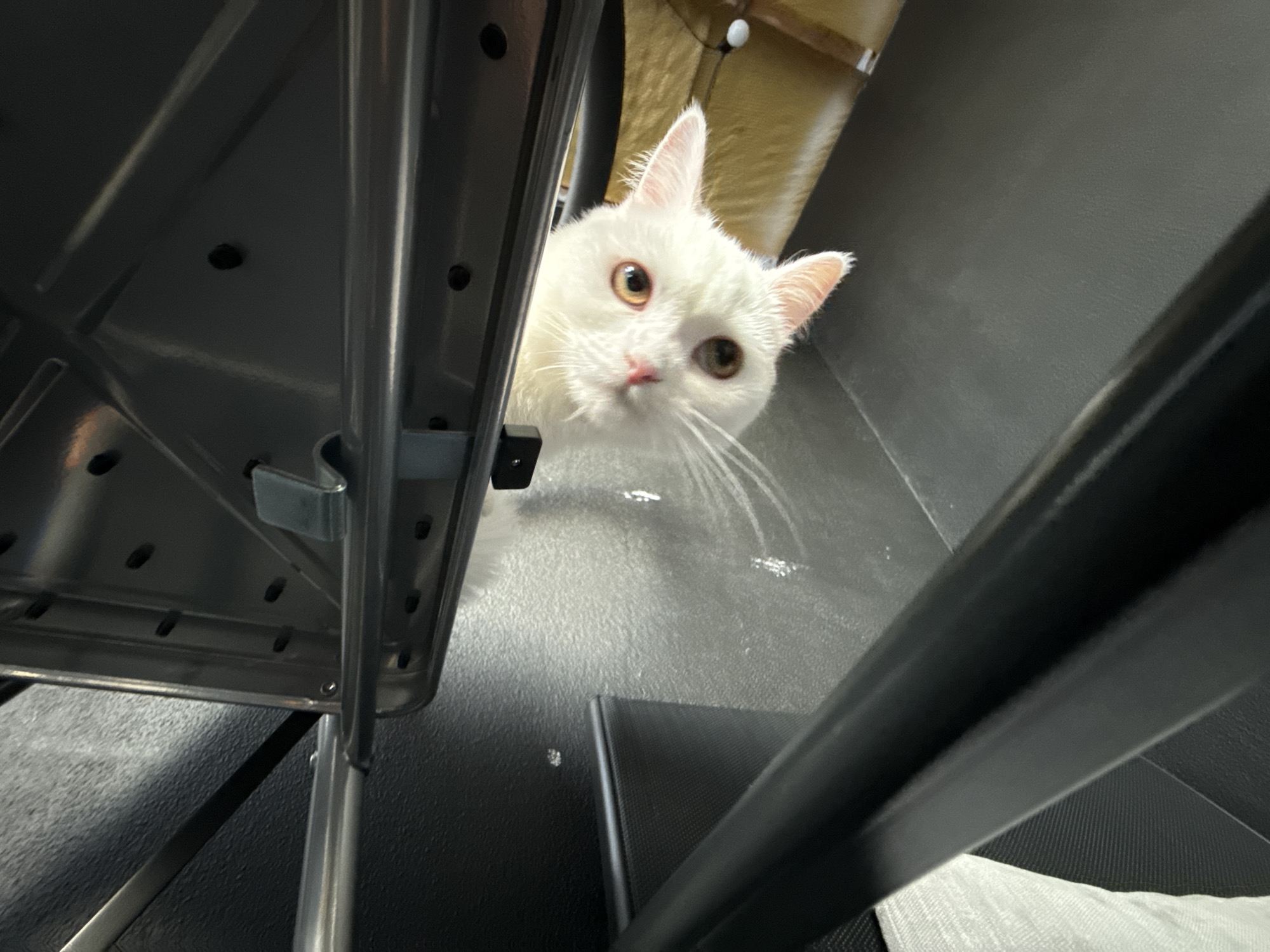 A white cat with light brown eyes peeks out from under a dark surface, possibly a table or shelf. The cat's face is the main focus, with its ears perked and whiskers fanned out. The background is dimly lit and appears to be indoors, with hints of a textured dark wall and a light-colored object in the lower right corner. The lighting suggests it might be daytime, but the indoor setting makes it difficult to determine. The cat's expression seems curious or alert. There is no visible text in the image.