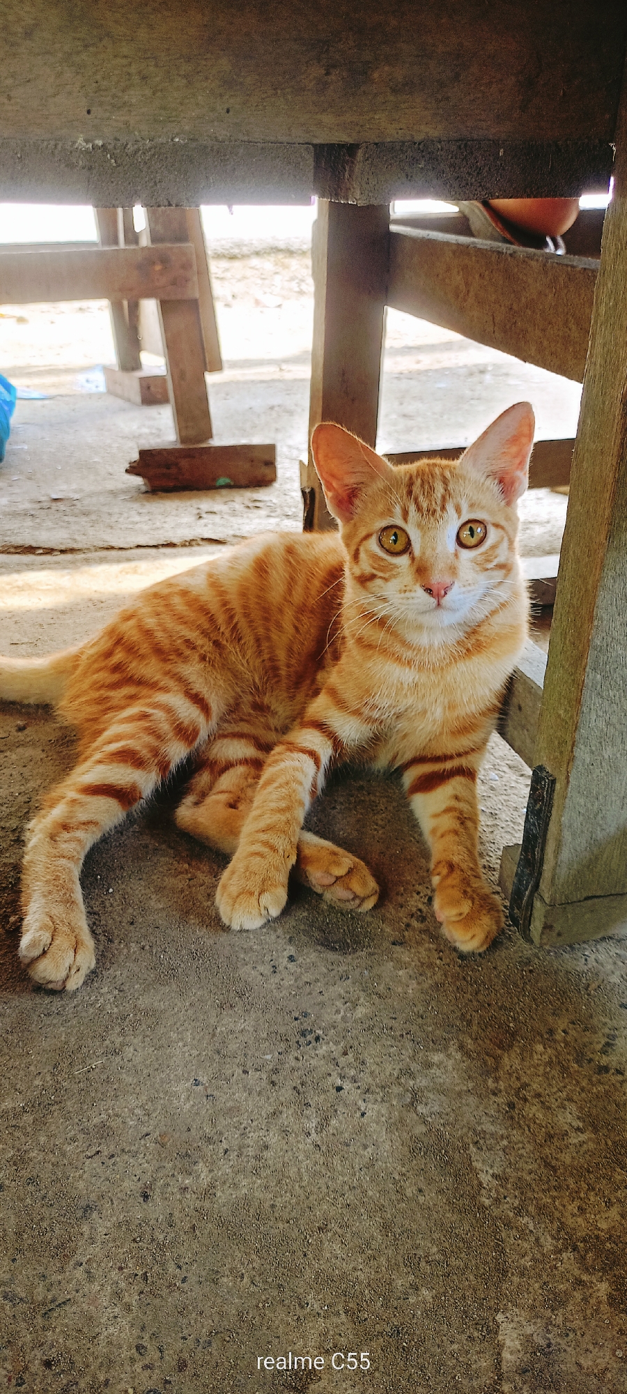An eye-level shot features a ginger tabby cat resting on a concrete or compacted earth ground under a wooden structure in Lhokseumawe, Indonesia. The cat is the primary subject, positioned slightly left of center, lying with its body extended to the left and its head turned directly towards the camera. It has striking golden-yellow eyes, a small pink nose, and prominent darker ginger stripes across its bright orange fur. Its expression is alert and curious, with its ears perked forward. Its front paws are tucked in front, and its rear legs are relaxed.
The setting appears to be a sheltered outdoor area, possibly beneath a wooden table or a simple lean-to structure. Several sturdy wooden beams and posts are visible above and around the cat, casting some shadows. Bright daylight filters in from the background, indicating it is daytime. The ground is rough and uneven, with scattered debris. To the far left, a glimpse of a blue object can be seen. The overall atmosphere is calm, with the cat appearing relaxed yet attentive. At the bottom center of the image, the text "realme C55" is visible, indicating the camera used.