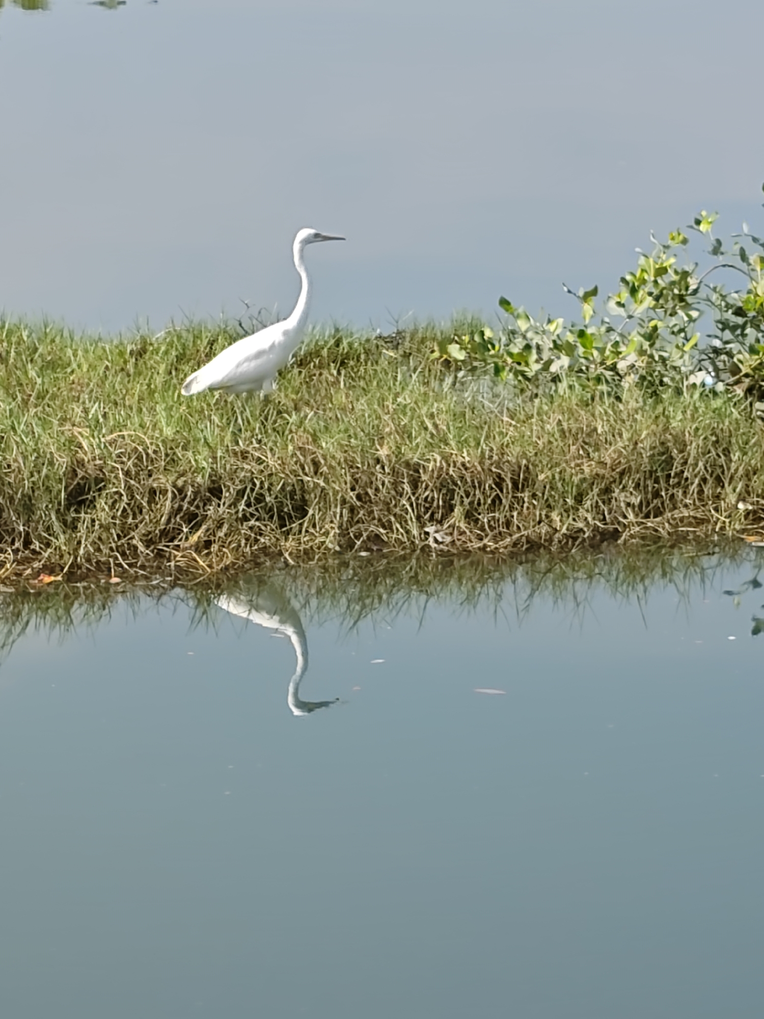 A full shot captures a white bird, possibly an egret or heron, standing on a grassy bank at the edge of a body of water. The bird's reflection is visible in the water, which occupies a significant portion of the frame. To the right of the bird, a small cluster of green foliage grows on the bank. The background is a muted gray, possibly representing the sky. The scene is likely a natural environment, potentially a wetland or coastal area near Lhokseumawe, Indonesia. No people are visible.