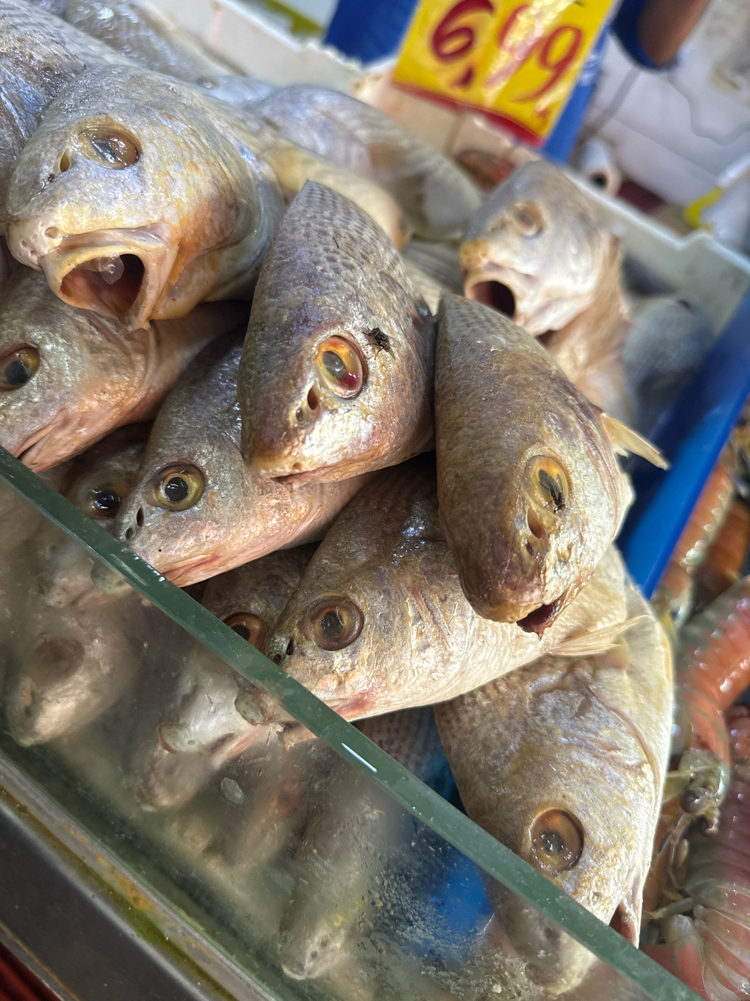A close-up, high-angle shot captures a display of raw fish, likely in a market or fishmonger stall. The fish, with visible scales and open mouths, are piled together, some with their eyes clearly visible. The lighting is bright, highlighting the texture and detail of the fish. In the background, a yellow price tag with red numerals, possibly reading "6,9", is visible, suggesting a commercial setting. A blue container or surface is also partially visible. The image appears to have been taken in Nilópolis, Brazil. The overall scene is a straightforward depiction of fresh seafood for sale.