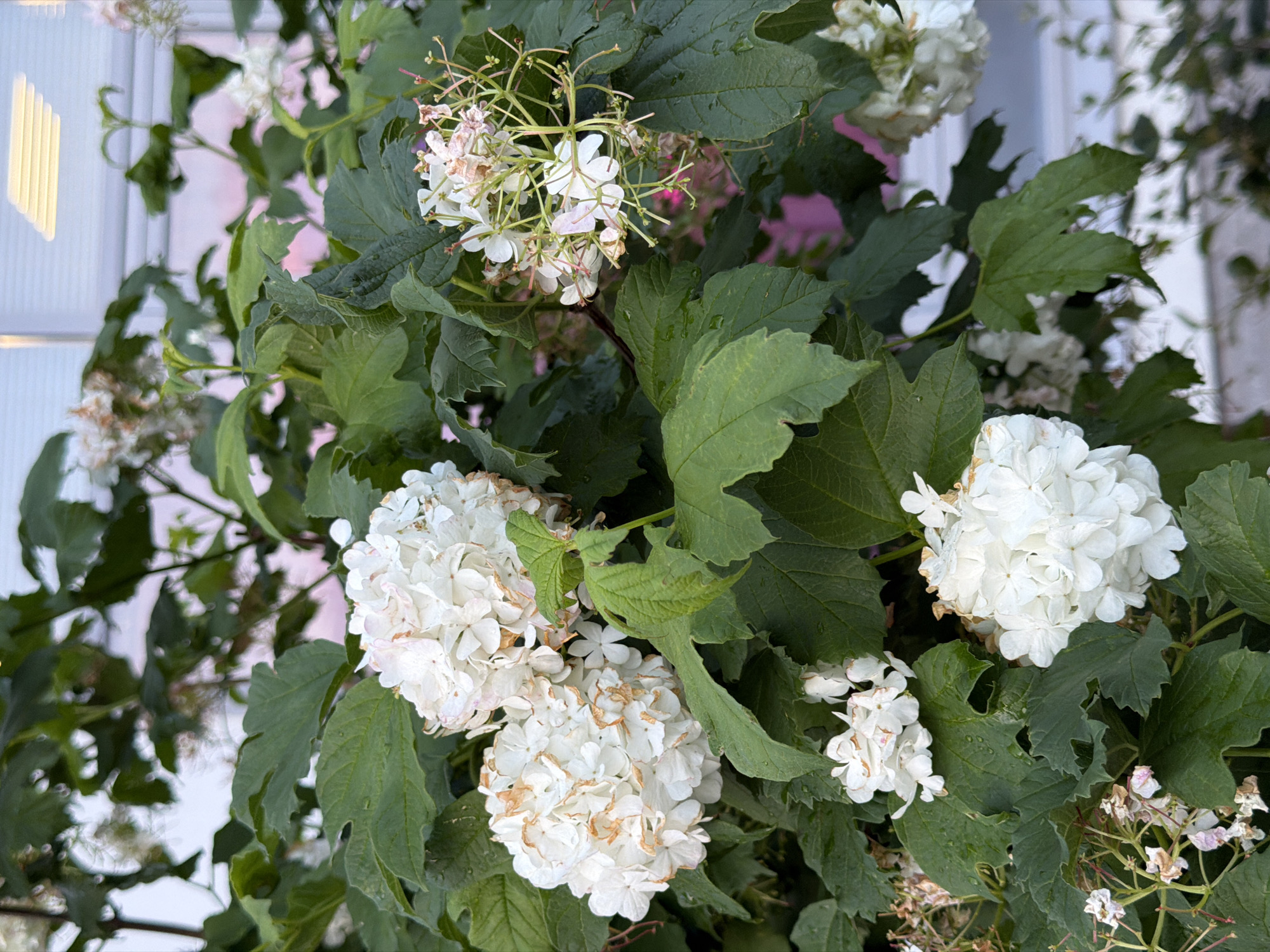 The image shows a close-up of a flowering bush with large, white, spherical flower clusters. The flowers have some brown, dried edges. The bush has large, dark green leaves, some of which appear wet. In the background, out of focus, is a building with horizontal white blinds on a window and a pinkish wall. The lighting suggests it is daytime.