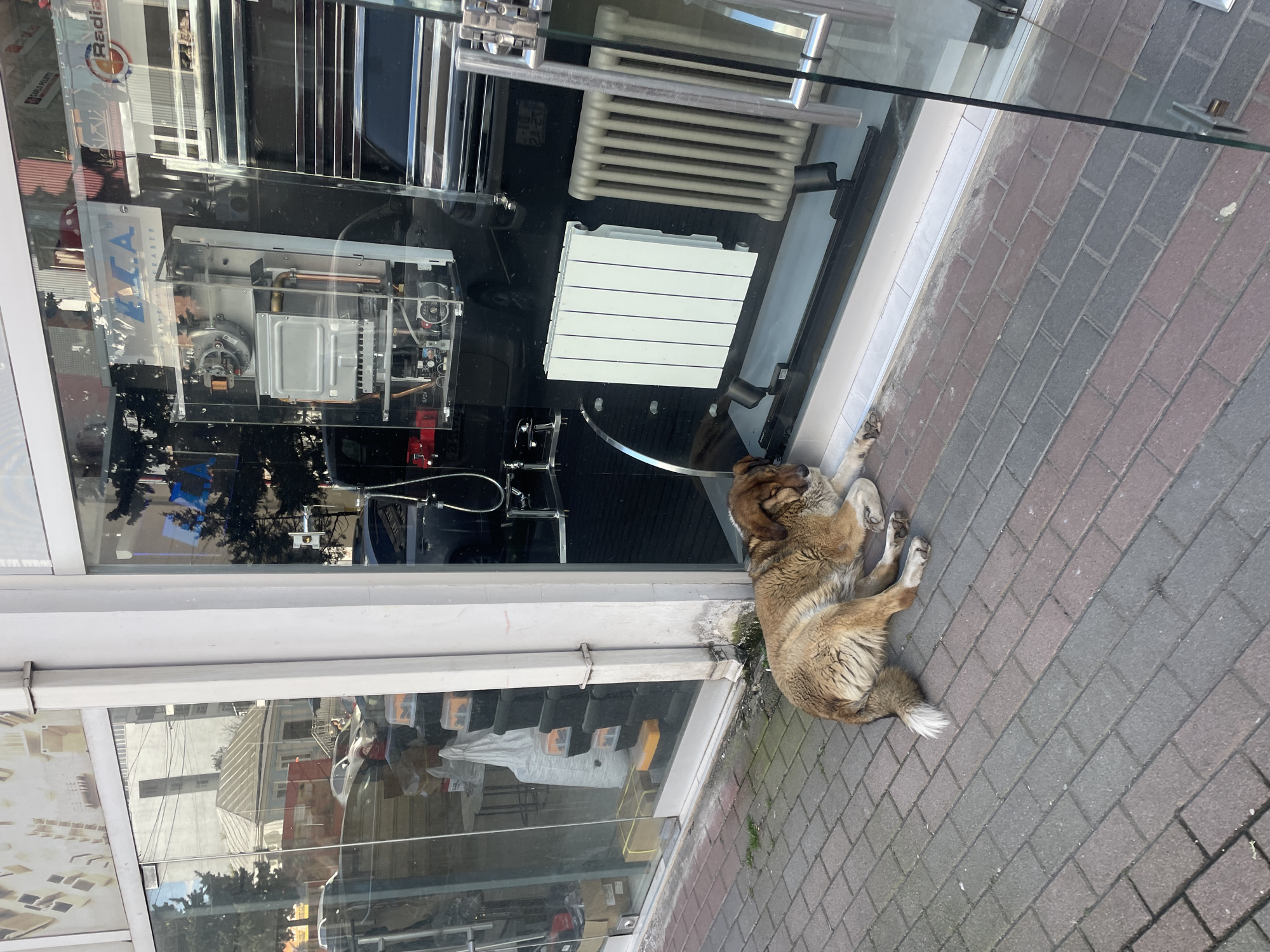 The image depicts a tan-colored dog lying on a brick sidewalk in front of a storefront in Batumi, Georgia. The storefront window displays heating and plumbing equipment. The dog is positioned between the window and the sidewalk.