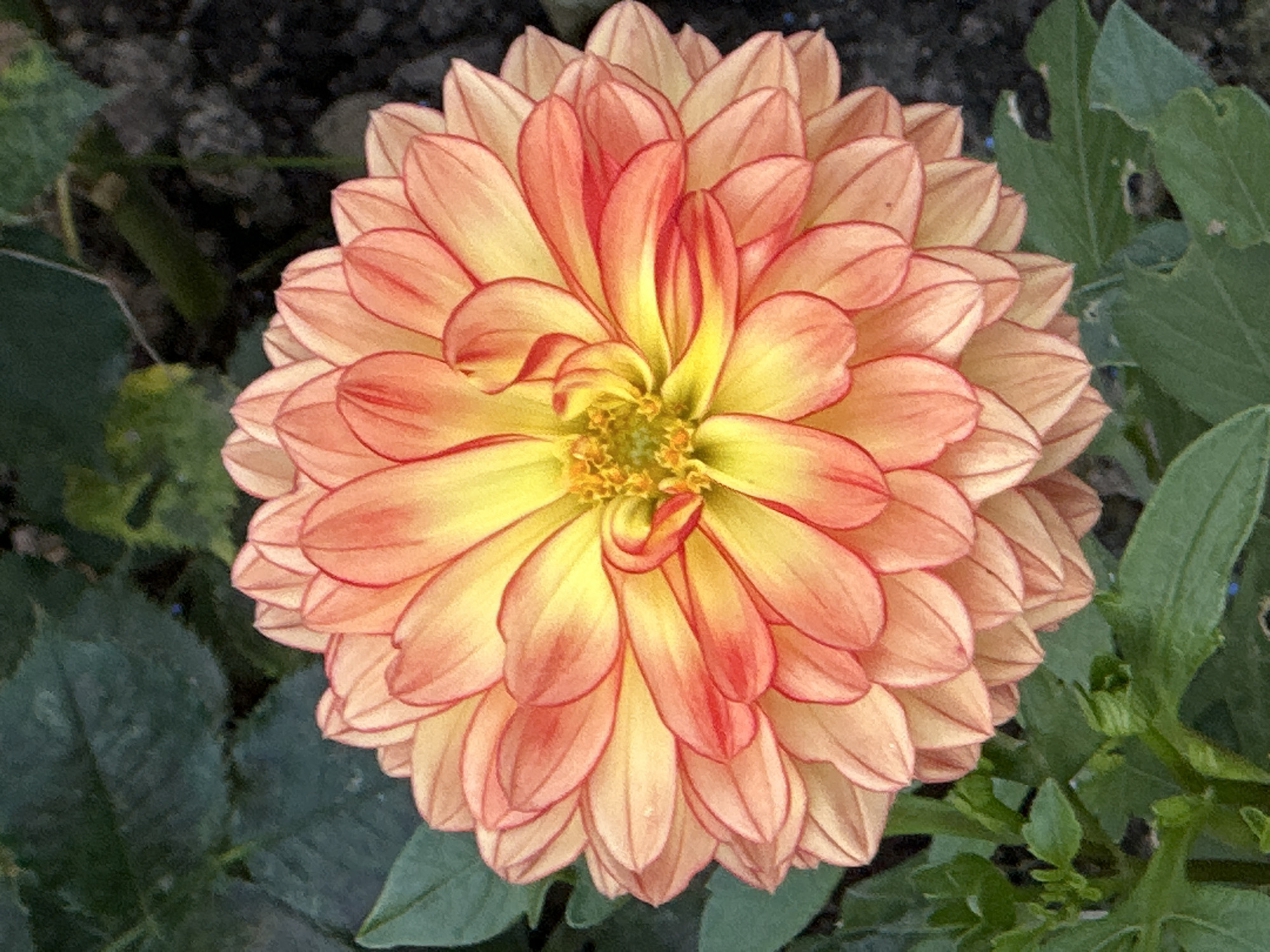 A close-up, top-down view of a dahlia flower with vibrant orange and yellow petals is centered in the frame. The petals are layered and curve inward towards the center, which is a cluster of small, yellow stamens. The flower is surrounded by dark green leaves and a dark, textured background. There are no people or discernible landmarks that would indicate a specific location in Podolsk, Russia, or any other city. The image focuses solely on the floral subject.