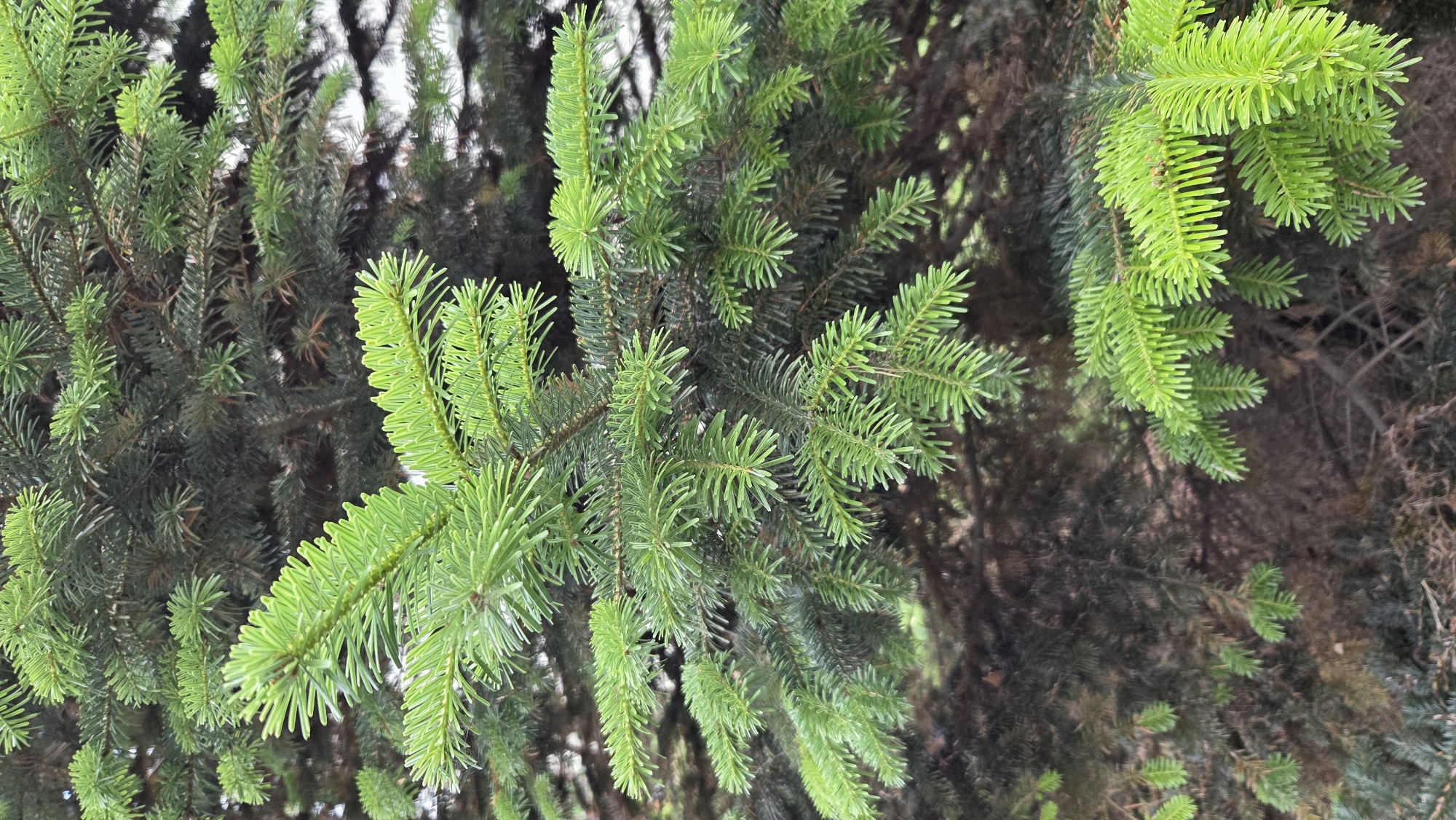 The image displays a close-up view of a fir tree's branches. The needles are a vibrant green, indicating new growth, and are densely packed along the twigs. The background is a blur of darker green and brown, suggesting more of the tree's foliage and possibly the ground beneath. No people, structures, or specific landmarks are visible in the frame. The location in the city of Ūlupji, Latvia, cannot be determined from the visual information provided in the image.