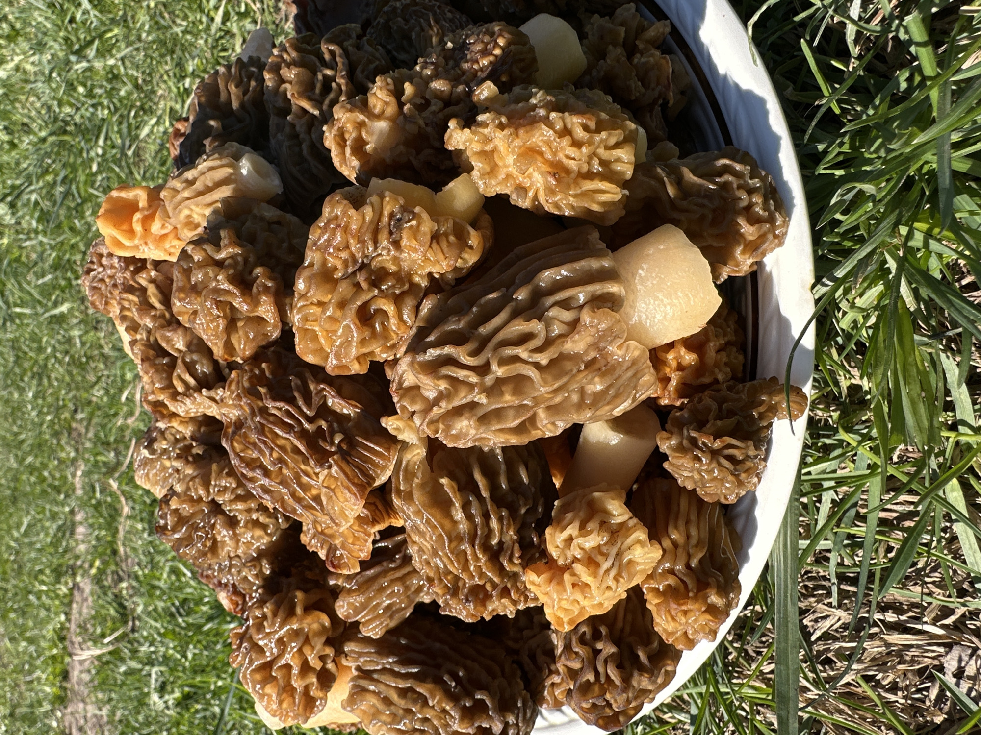 A white bowl filled with morel mushrooms sits on the ground amid green grass. The mushrooms exhibit varied colors, ranging from light tan to dark brown, and are textured with ridges and hollows. Some of the mushrooms have pale stems. The bowl casts a shadow on the grass. The location is described as Среднее Кечево, Russia, although this information is not verifiable from the visual data.