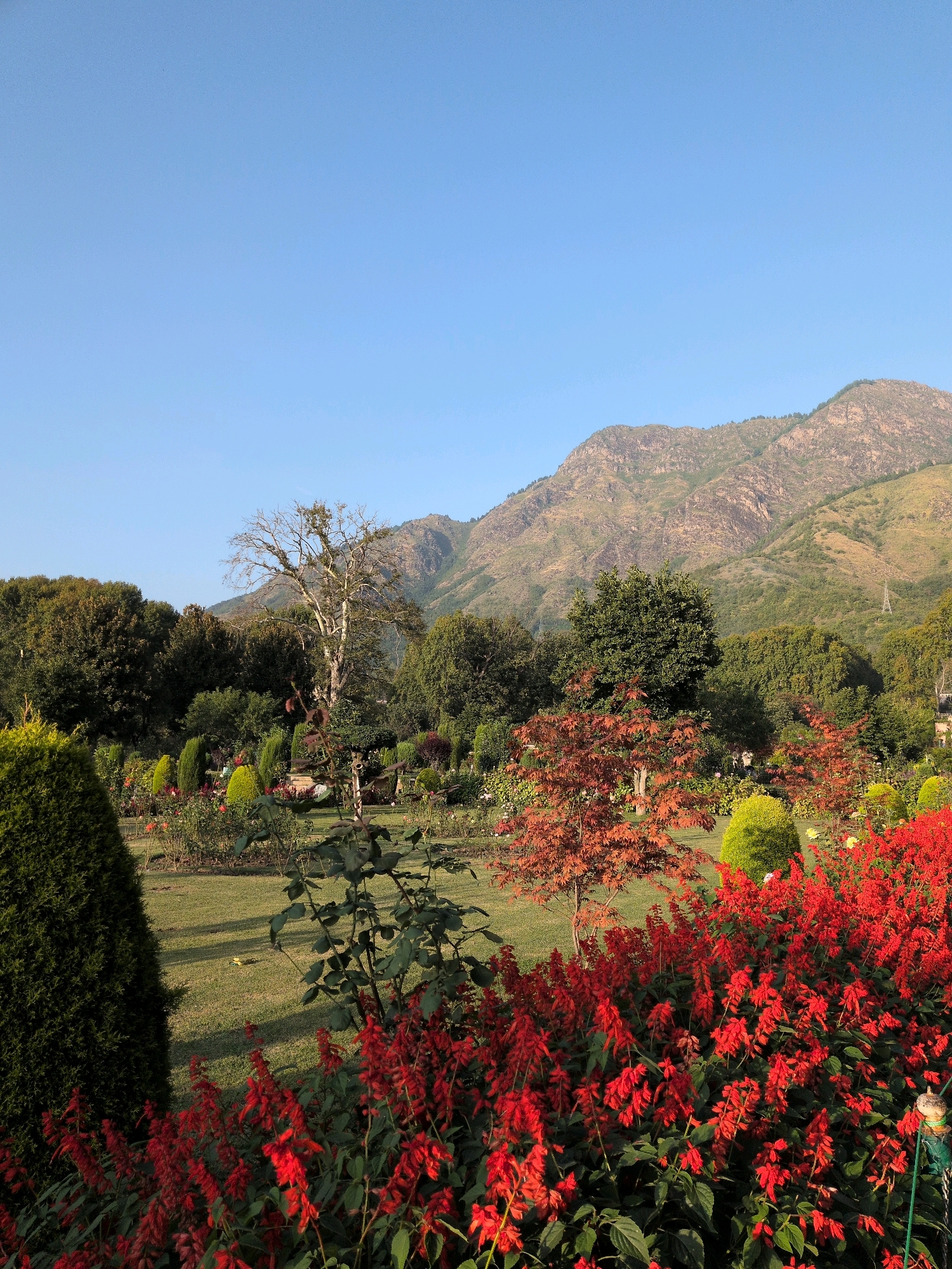 The image depicts a beautifully manicured garden, likely a botanical garden or park, with a clear blue sky overhead and a majestic mountain range in the background. The foreground is dominated by a lush bed of vibrant red flowers, possibly Salvia, with dark green foliage. To the left, a tall, cone-shaped evergreen tree stands prominently, casting a shadow on the manicured green lawn.
Further into the garden, various trees and shrubs are arranged, showcasing a mix of greenery and autumnal colors, with a tree displaying reddish-brown leaves. The landscape is meticulously maintained, with neatly trimmed hedges and grassy areas. The distant mountains are rugged and textured, with sparse vegetation clinging to their slopes. The overall scene suggests a serene and picturesque setting, characteristic of gardens found in Srinagar, India, renowned for their natural beauty and horticultural artistry. No people or animals are visible in the frame.