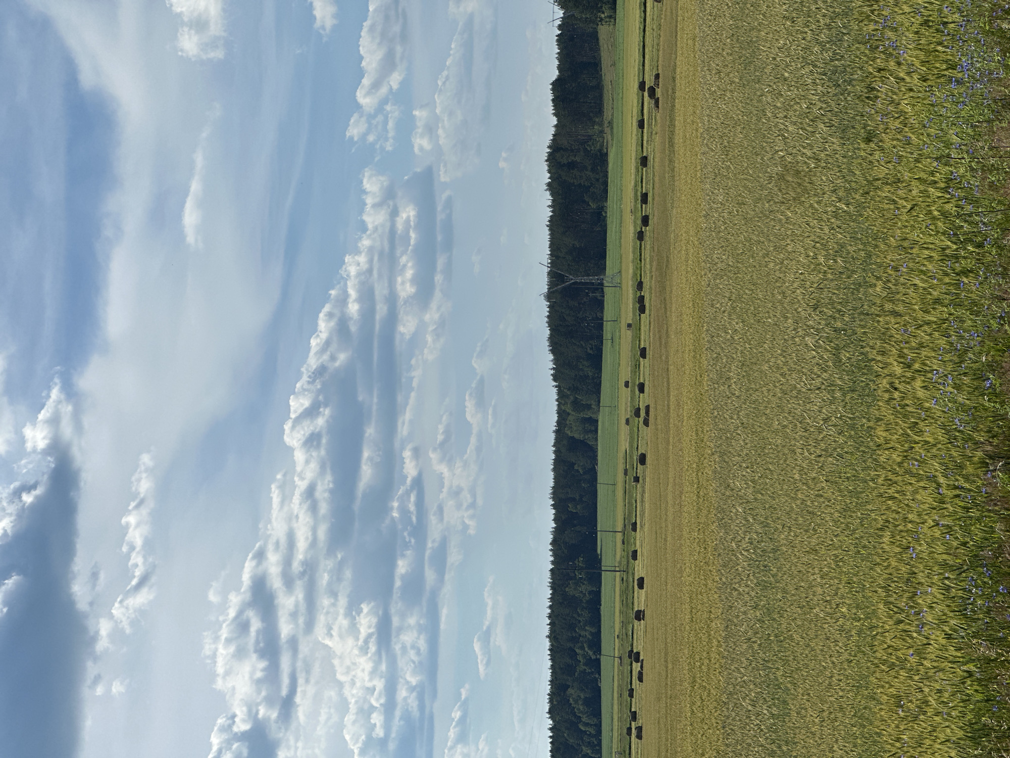 The image depicts a landscape in the vicinity of Парыцкі сельскі Савет, Belarus, on a cloudy day. A vast field of green crops, likely grain, occupies the foreground, with a scattering of small blue wildflowers visible at the bottom. In the middle ground, rows of round hay bales are spread across a drier, lighter-colored field. Further in the distance, a dense line of dark green trees forms a forest that stretches across the horizon. The sky above is a light blue, filled with numerous white and gray clouds. Two power line towers are visible in the middle distance, one on the left and another towards the right, with power lines extending between them. The overall scene is agricultural and rural.