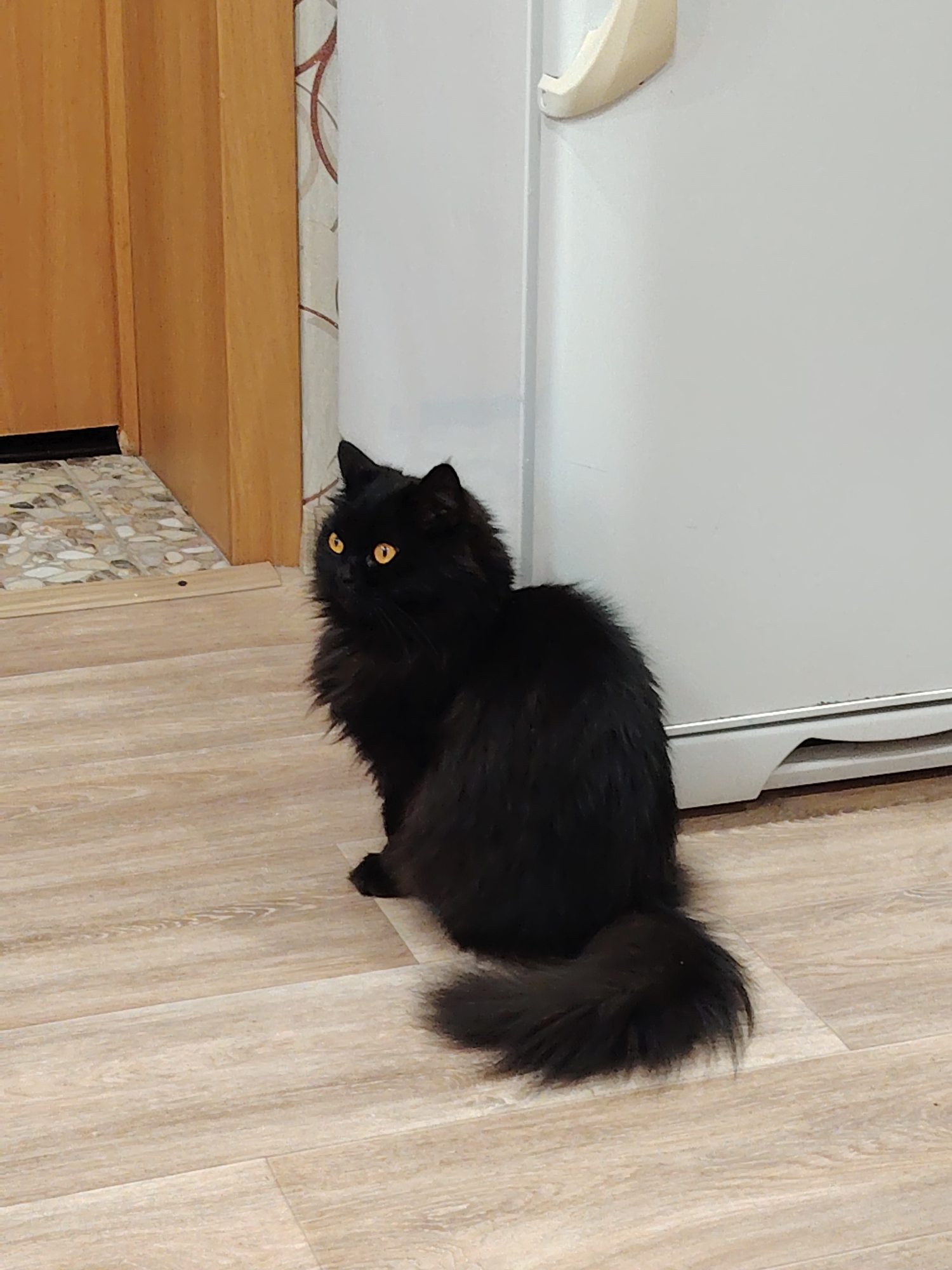 A long-haired black cat with bright yellow eyes sits on a light-colored, wood-look floor. The cat is positioned near a white refrigerator and a wooden door. The scene appears to be inside a home in an unidentified location.